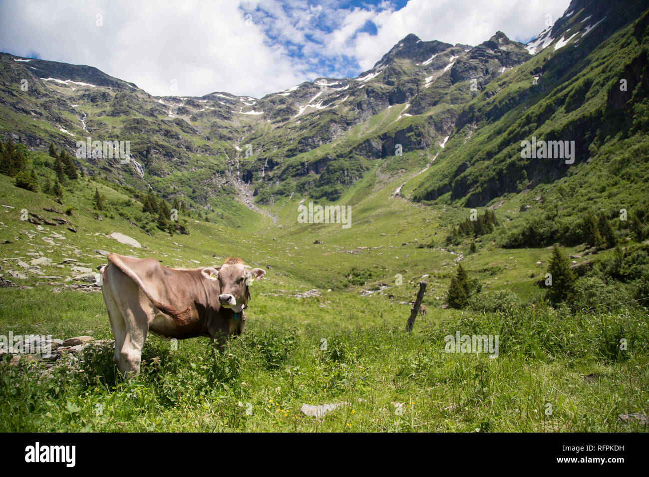 Haopy Kühe auf den Alpen, Schweiz Stockfoto