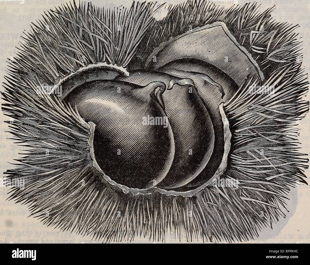 saatgut blumenmischung Bio-Blumenmischung 'Sommertraum' kaufen