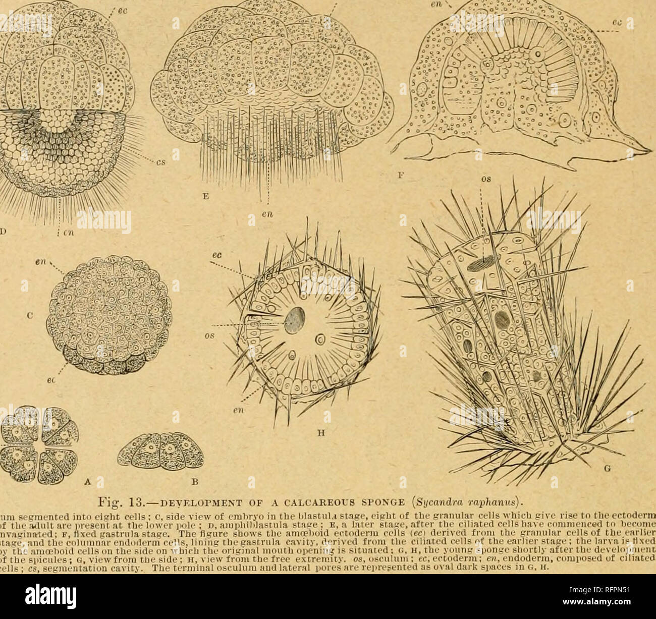 . Cassell's Natural History. Tiere; das Verhalten der Tiere. 324 Natural History. briskiy durch tlie Bewegungen seiner Flagellen. Es tlieii senkt sich auf einige feste Körper, und Verflacht, der auf eine Disc, die wird durch Pseudo 25 odia - wie Erweiterungen aus der Flagellated Zellen, die um ihre Marge befestigt. Die Flagellated Zellen, verlieren ihre flagellen, bilden die Pflaster - wie Zellen der ektoderm. Bald nach dem Anschluss, den hypoblasten Splits in der Mitte und das dekolletee Hohlraum so produziert wird durch flagellated Zellen, gesäumt von den Hypoblasten (Abb. unterschieden. 12, c, d). Diese Schicht von Zellen ist die p Stockfoto
