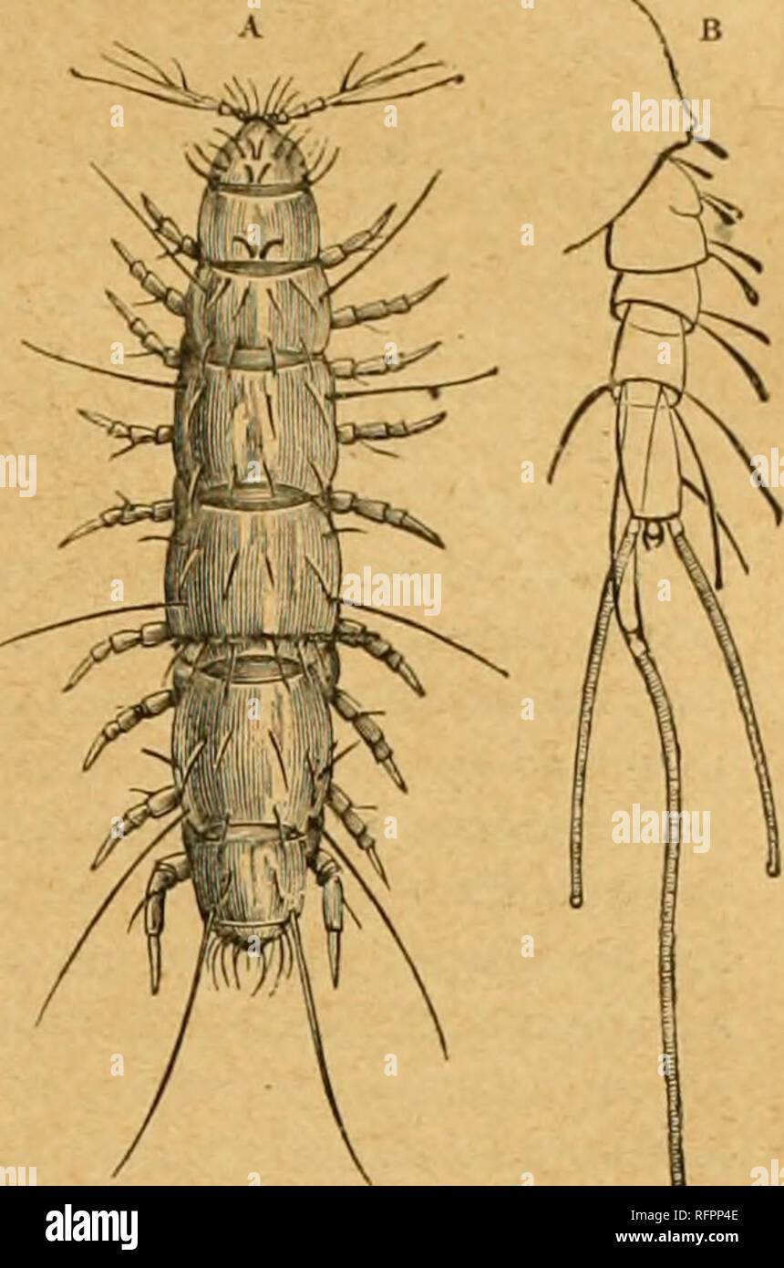 . Cassell's Natural History. Tiere; das Verhalten der Tiere. Di PERI PA TI. Eine weitere Besonderheit dieser Tiere ist, dass sie offenbar keine atmungsorgane zu besitzen. Tliero sind keine Stigmata, und obwohl die Haut sehr transparent ist, Sir John lubbock könnte erkennen keine luftröhre; im Inneren des Körpers. Die häufigste Britischen s]) EG-n [Paiiropiis Huxleyi), erreicht eine Länge von 1 - 20 Zoll, ist eine aktive kleine weiße Kreatur, die während des ganzen Jahres unter toten Blätter befinden und verfallende pflanzliche Sache ie allgemein sein. Zwei ovale Flecken ou der Kopf sollen Augen zu vertreten. Stockfoto