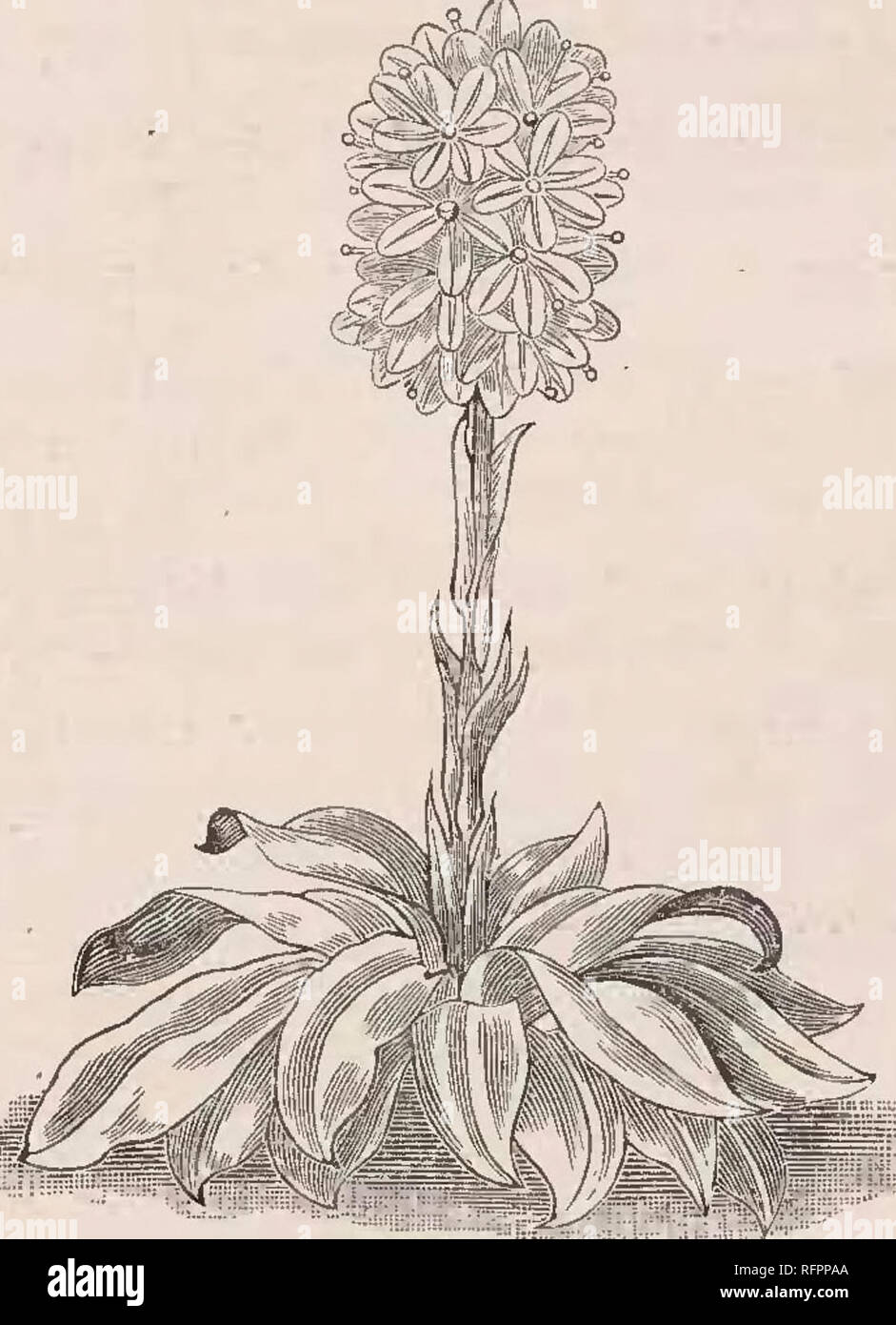 . Beschreibender Katalog der Yokohama Baumschule Co., Limited. Saatgut Industrie und Handel; Blumen; Obst Kataloge Kataloge Kataloge; Bäume; Sträucher Kataloge. P, PIMKDIUM MAORANTIIUM. ASPlMbTKA LUKIDA VAK. Elatiorbegonie Erdbeere. * Aspdistra luritla, Tar. Elatiorbegonie Erdbeere, Grün leaved' -- Pro 10. J Blätter, $ 2,00; Pro 1000, $ 18,00 - Dito, Rhizom mit Blätter abgeschnitten pro 1.000 § 6,75^Aspidistra, Lurida, div. Elatiorbegonie Erdbeere, bunt - je 100 Blätter, $ 3,80; Pro 1000, $ 35,00. Dito, Rhizom mit Blätter pro 1.000 Schnitt $ 16,75. Arabis serrata, Samen pro Pck. 25C. Eegonia evansiana, Japanisch Begonia - Pro 10, $ 1.10; pro 100, $ Stockfoto