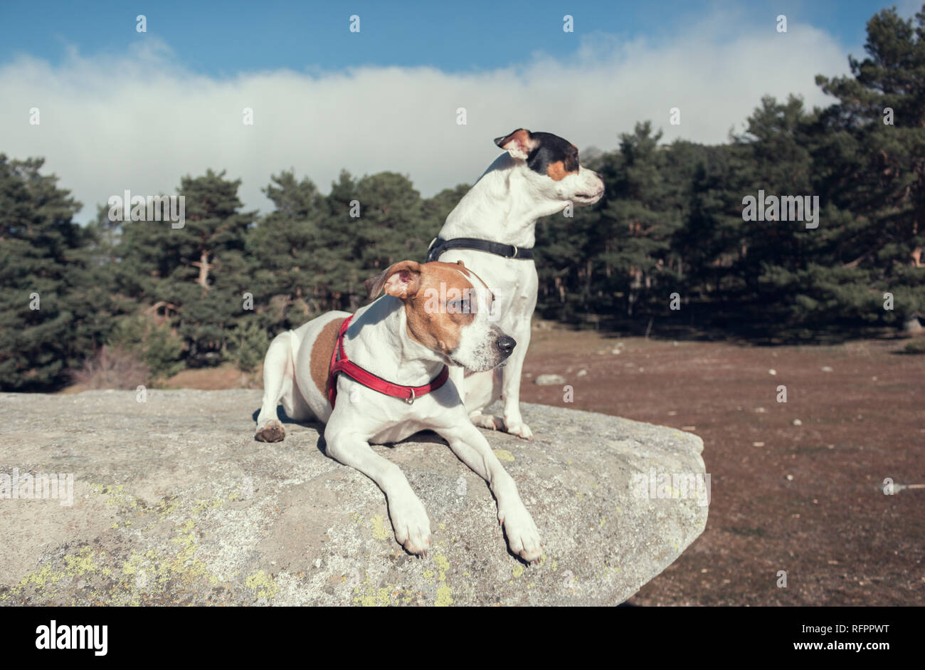 Hubsche Hunde Stockfotos Und Bilder Kaufen Alamy