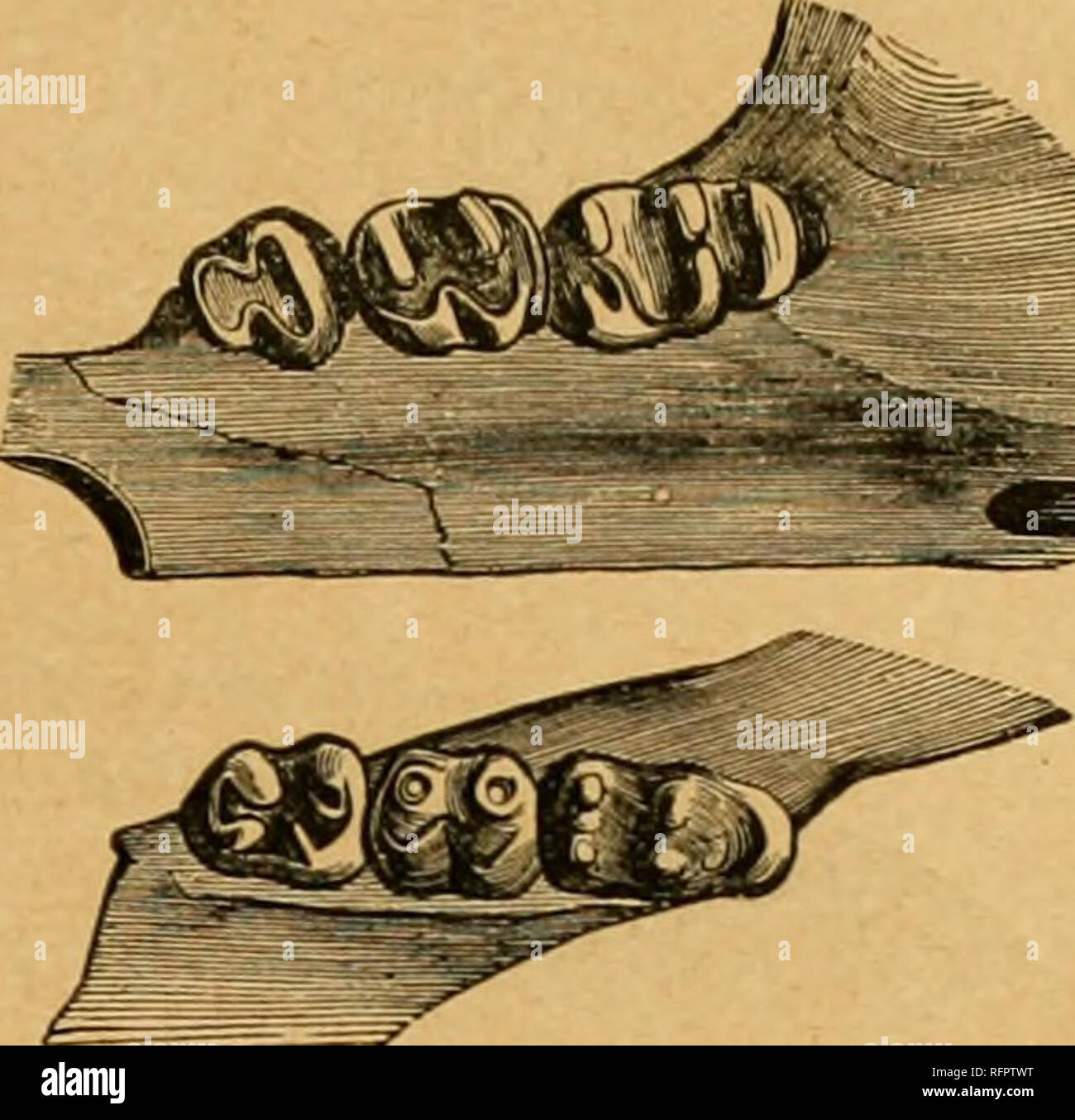 . Cassell's Natural History. Tiere; das Verhalten der Tiere. Die Hamster AXD DER BAUM MÄUSE.. MOLAIt Zähne 01' die HAMSTEK. Die bekannteste Art ist der Hamster (Cricetus/rumentarius, siehe Platte 28), ein ziemlich hübsches kleines Tier, von ungefähr 10 Zoll lang, mit hellen, auffälligen, schwarzen Augen, kurz, membranöse Ohren und eine verjüngende behaarten Schwanz, ungefähr zwei Zoll und eine Hälfte in der Länge. Das Fell, die dick und etwas glänzende, ist in der Regel hell gelblich-braune Farbe oben, mit der Schnauze, das Wiehern - bourhood der Augen, und ein Band um den Hals rötlich-braun, und ein gelber Punkt auf jeder Wange; der Stockfoto