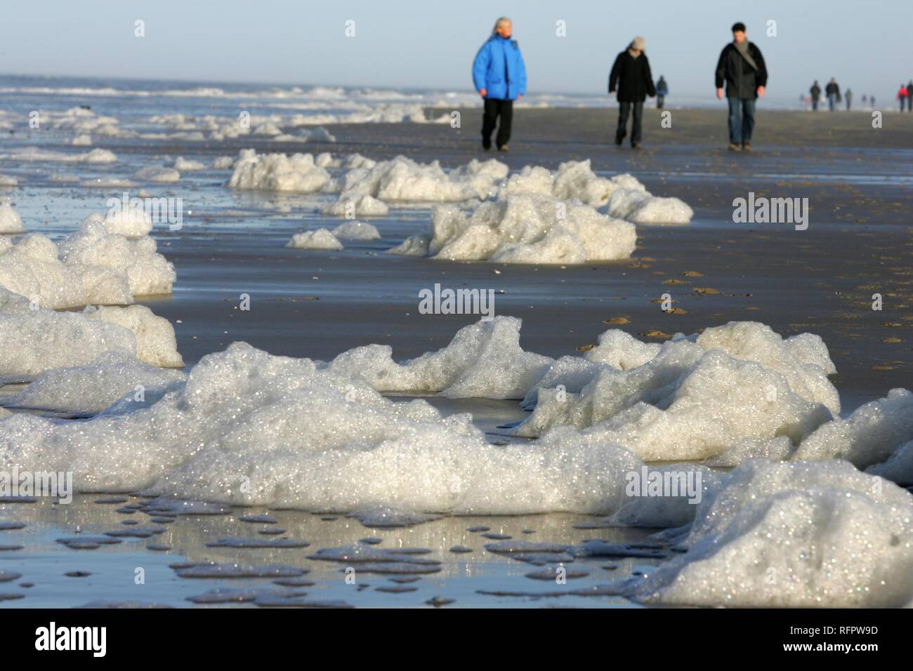 DEU, Deutschland, Amrum: Nordsee Insel Amrum. Naturell Schaum, durch die Wellen des Meeres und einer Nordsee typische Alge. Stockfoto