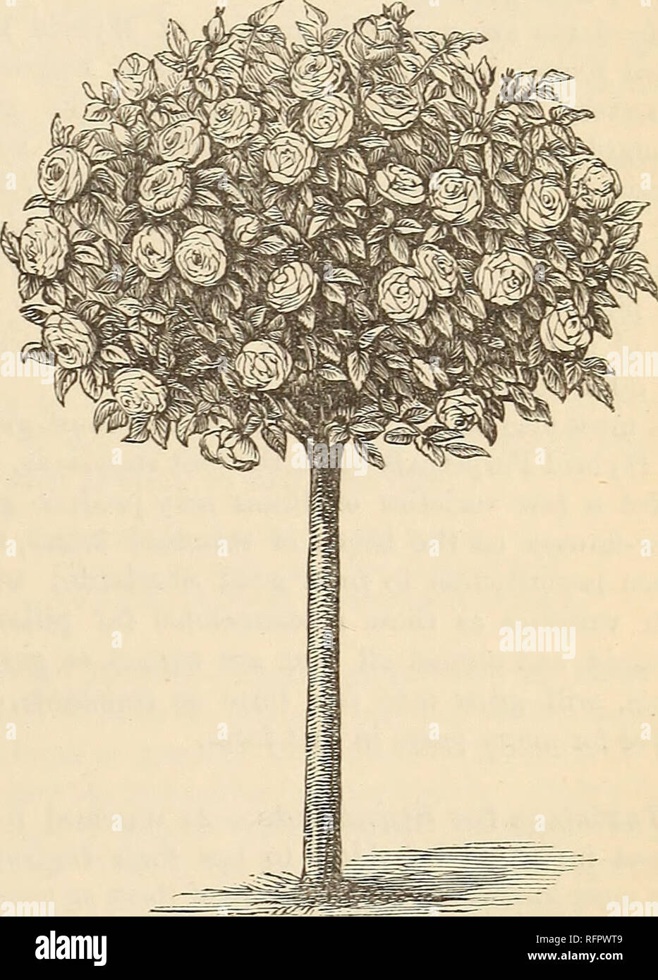 . Die cassell beliebte Gartenarbeit. Im Garten arbeiten. Abb. 46. - Der hohe Standard (6 Füße von Stammzellen). Das Klima ist mild genug für Sie. Die gleichen Bemerkungen gelten für die China, Bom-bon, Hybrid China und Noisette Eoses. Die hybride Tees, auch von der Art und Form der Cheshunt Hybrid, werden alle guten Weinen Eoses. Aber solche reichblühend Tees wie der Gloire de Dijon sind fast zu kurz und steif in ihrer Blüte Stängel und die Blüte branchlets Eine anmutige weinen Eose zu bilden. Aus dem gleichen Grund fast alle Hybride perpetuals zu weinen verweigern, Boule de Neige, schnell gewachsen und sorgfältig ausgebildet, die die meisten Stockfoto
