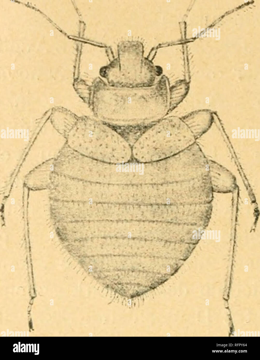 . Casopis Ceské spolecnosti entomologické = Acta Societatis Entomologicae Bohemiae. Insekten; Entomologie. - 124 V R? zném stupni vývoje. Vzal jsem si Zna?ný podíl této Ko?isti eine odhadl celkový Po? et aspo? Na dv? St? Kus?. Ubohé Ji?i?ky' Ve druhém hnízd? Byly pom? ry tytéž ein v Ostatních, Jak sem soudil dle vn? jších též znánek, Tak. Podivn? Mne ovšem p? ekvapilo, že Tento hmyz, který odjinud jsem si Opat? il, zcela na blízku v takové hojnosti se nalézá. Mimovoln? P? ichází mi tu. Oeciacus hirundinis Jen. Zv? tš. 12 krát. Dle p? írody kreslil Fr. Mužik. na mysl Tak zpráva prof. O. M. Reutra z Helsingfors Stockfoto