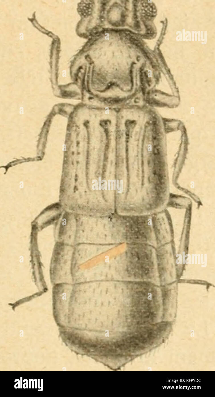 . © spolecnosti entomologickÃ casopis CeskÃ©=Acta Societatis Entomologicae Bohemiae. Insekten; Entomologie. 95 drobnÄjÅ¡Ã-neÅ¾ druhÃ½, kulatÃ½, ÄtvrtÃ½ aÅ¾ irÅ osmÃ½ Å ¡¡Ã-tÅetÃ-ho, od ÄtvrtÃ © ho k osmÃ © mu ÄlÃ¡nky tlouÅ nepatrnÄ na¡Å ¥ ce pÅibÃ½vajÃ-, z po-ÄÃ¡tku jsou JeÅ¡tÄ nÄco mÃ¡lo delÅ¡Ã-svÃ©Å¡Ã-Åky, 7. Ein 8. vÅ¡ak jsou irÅ jiÅ¾ Å ¡¡Ã-neÅ¾ delÅ¡Ã-, 9., 10., 11. ponÄkud irÅ Å¡¡Ã-pÅedchozÃ-CH, de-vÃ¡tÃ½ eine desÃ¡tÃ½ skoro pÅÃ - ÄnÃ©, ctÃ½ jedenÃ¡o polovinu delÅ¡Ã-svÃ©Å¡Ã-Åky, nÄco kratÅ¡Ã-obou pÅedchÃ¡zejÃ-Côte-ch dohromady na konci tupÄ za-hrocenÃ½. Å tÃ-t v stÅedu irÅ nejÅ¡¡Ã-, po stranÃ¡ch À Stockfoto