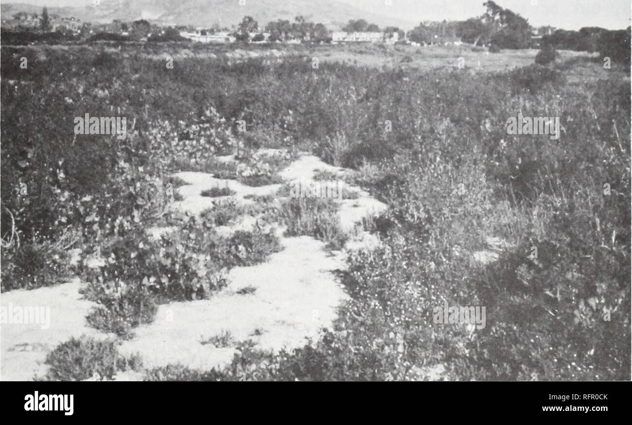 . Carpinteria Salt Marsh: Umwelt, Geschichte und botanische Ressourcen eines südlichen Kalifornien Mündung. Salzwiesen Ökologie; Salzwiesenpflanzen. Abb. 15. Anfang der Nachfolge KRAUTIGE VEGETATION: Blick vom Ende der Apple Straße, nach Osten in Richtung Rincon Mountain. Ersten Jahr Nachfolge Wachstum auf baggergut wird durch halophytes und Pflanzen von schlecht durchlässigen Böden wie Atriplex patula, Bassia hyssopifolia, Cotula coronopifolia, Melilotus indicus, und Spergularia Marina.. Bitte beachten Sie, dass diese Bilder aus gescannten Seite Bilder, die digital für die Lesbarkeit erhöht worden sein können extrahiert werden - Farbe Stockfoto