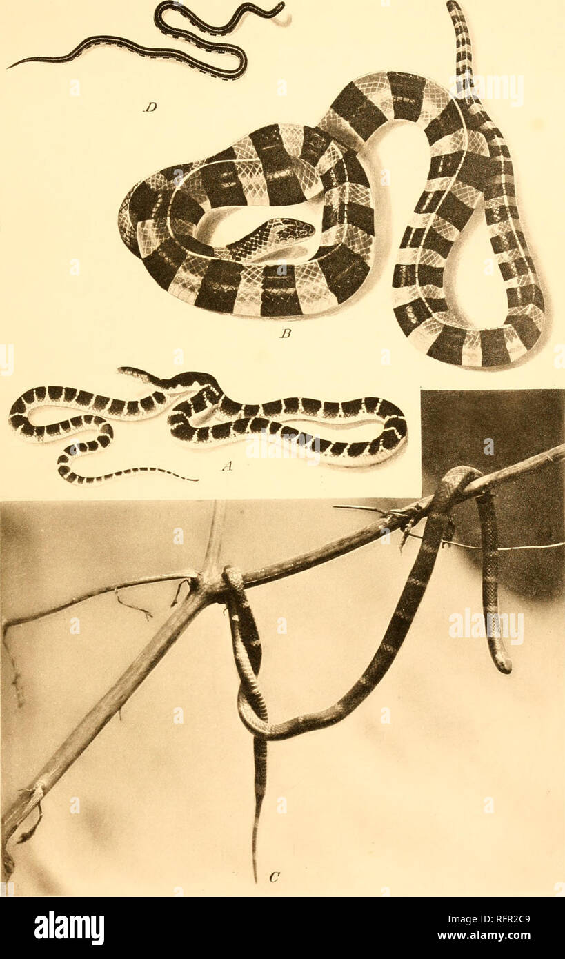 . Der Carnegie Institution in Washington Publikation. Noguchi Platte 6