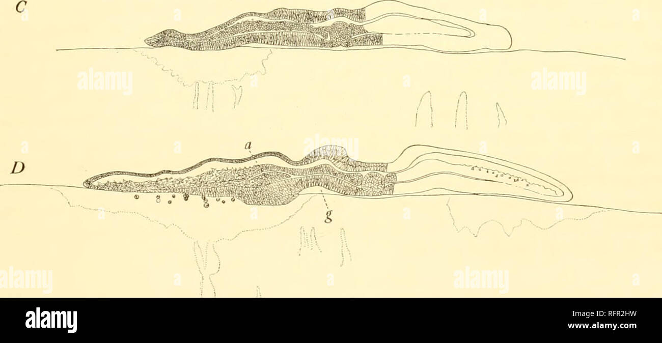 . Der Carnegie Institution in Washington Publikation. DETAILS des frühen Embryos. 8l (/^f B H n. w^werden. ^^Si X^; JSS?&gt; J^ MXuJd'*^^'-''k-'"'. "IsJ Feigen. 71 A-E und F-I auf Seite 82. âTransverse seclions von lale Gastrula-stadium in der Platte V, Abb. 36. Die Abschnitte Pass nach vorn; das erste der Serie. A, verfährt der Schwanz falten; die letzte, ich, der Leiter Region des frühen Embryos. Ich ToDgue der Mesoblastzellen Vertretung der urogenilal Anlage; f&gt;, megaspheres im Prozess der durch ihe Eigelb - entoblast; oc, körperhöhle; C, Punkte in extra-embryonalen Region, wo die Eg Stockfoto