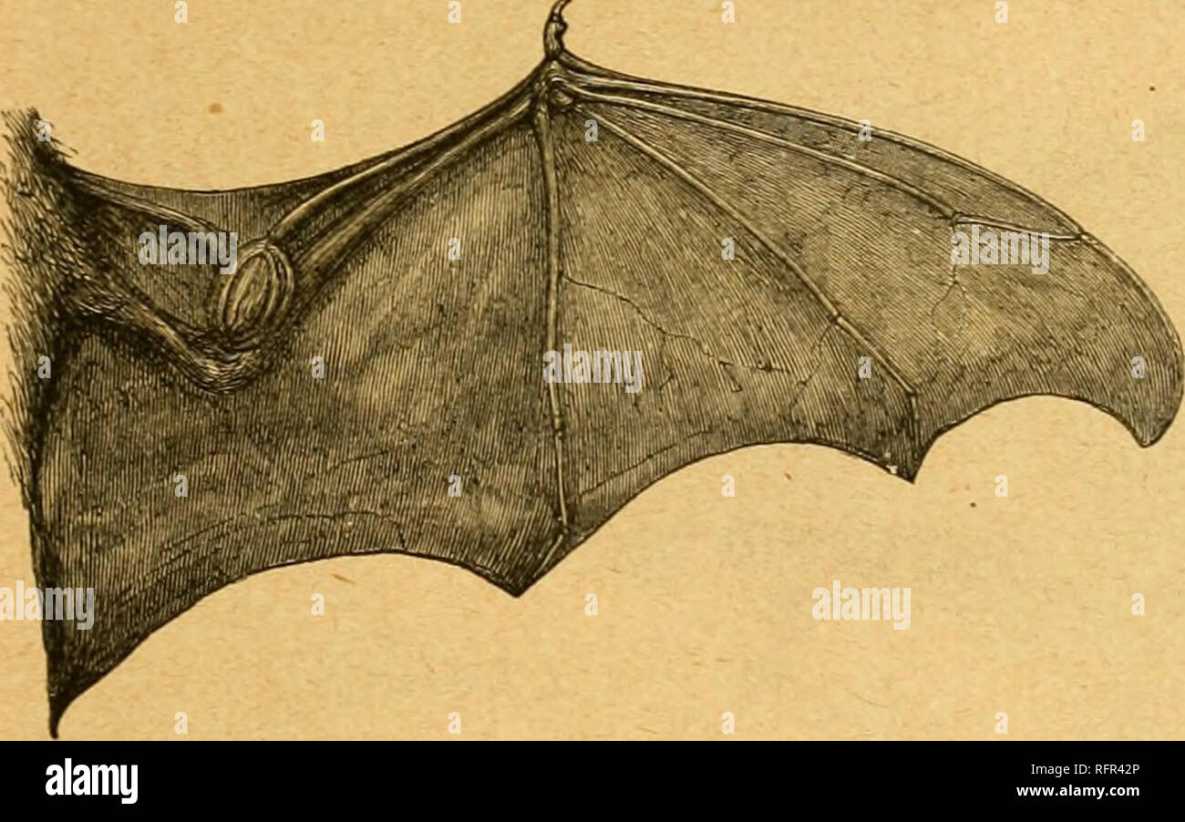 . Cassell's Natural History. Tiere; das Verhalten der Tiere. Der gestreifte SACK - WINGED BAT. oi Fu CrVIER's Fury. o Ein neugierigen kleinen Südamerikanischen Bat, von F. Cuvier unter der ich Interesse beschrieben, der zoologe als eine der Verbindungen zwischen den beiden Gi'essen' Microchii groujjs der optera. Bemerkenswert ist für die Form der Schnauze, die ist etwas Schwein - wie, 'weiche' und wandte sich an den Extremitäten, und gespickt mit haii-s. Der tragus ist m die Form eines Stacheldraht aiTow-Kopf; die Daumen ist überaus kurz, und entii - Ely innerhalb der Membran umschlossen, nur die Kralle beiug frei gelassen. Die Hunde Stockfoto