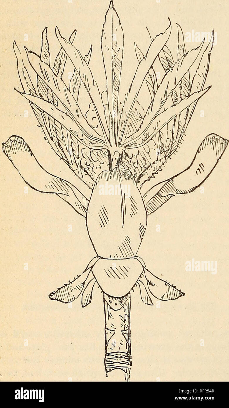 . Die cassell beliebte Gartenarbeit. Im Garten arbeiten. 196 Der CASSELL BELIEBTE GARDENINa. zur Verfügung behandeln. Gerade unter die Haut eines Menschen oder eines Tieres, es ist eine dünne Schicht von Granulat von Fett, der fähig ist, in der Nutri-tion des Körpers, und zu diesem Zweck hinterlegt. So ist es mit gewöhnlichen Bäume oder Sträucher. Nur sein - Neath die äußeren Schichten der Rinde oder Rinde, die meist tot sind, es gibt eine Schicht gefüllt mit Nutri-tive Angelegenheit - reichlich so im Spätherbst und Winter, weniger stark, also im Frühjahr und im Sommer. Abb. 20.- Erweiterung Bud der Horse-Chestnut, zeigt die Knospe-Skalen, die f Stockfoto