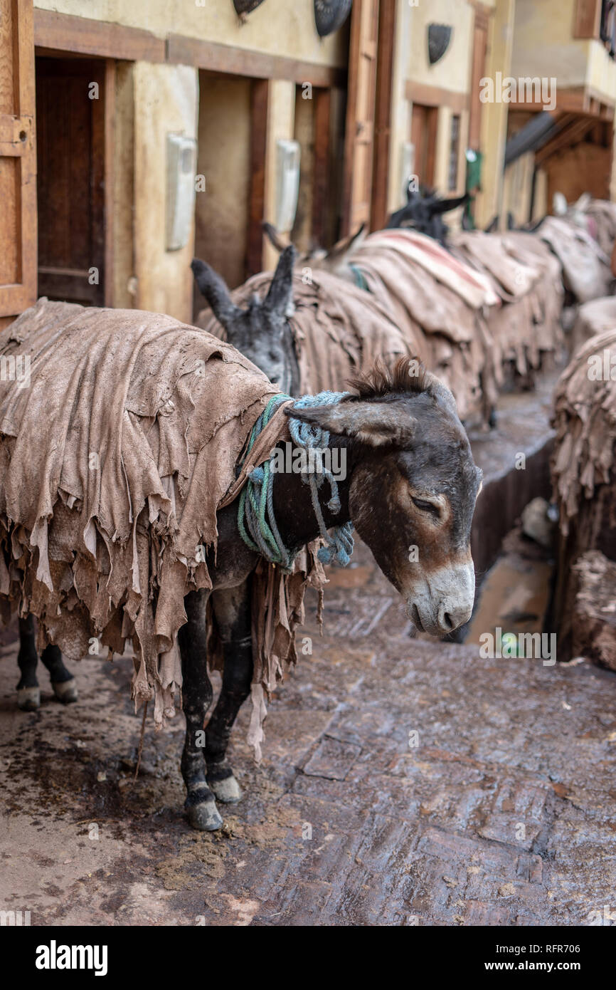 Esel sind in den Gerbereien der Fes verwendete Leder zu übertragen, Marokko  Stockfotografie - Alamy