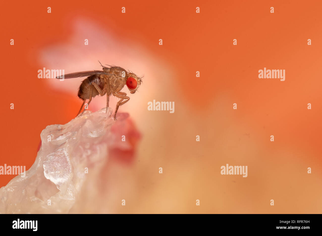 Essig Fruchtfliegen, Drosophila, eine gemeinsame Küche pest Fütterung auf Essensreste Stockfoto