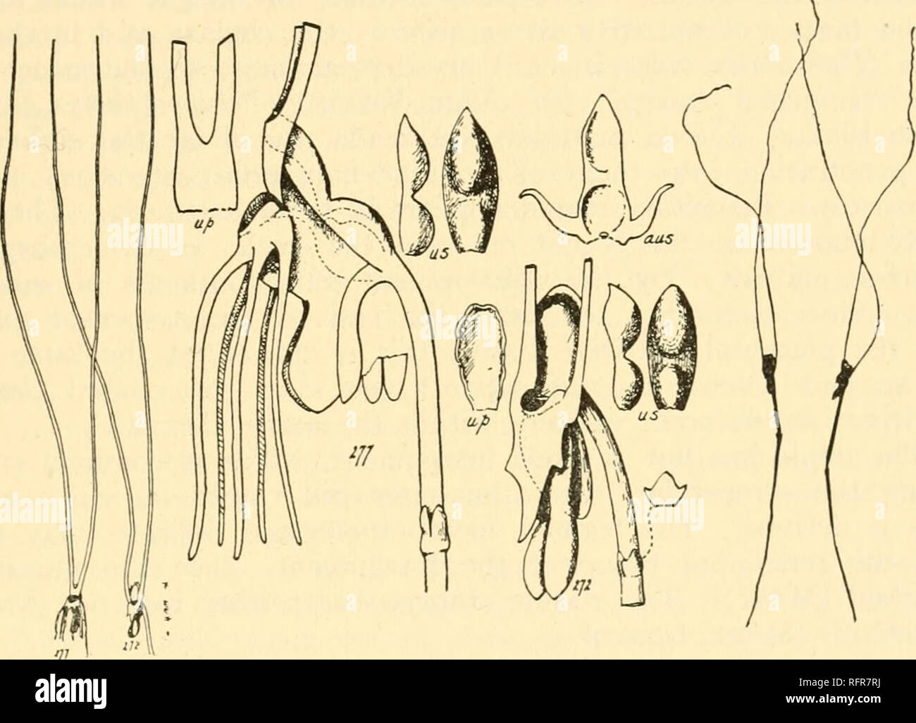 Polypompholyx Fotos und Bildmaterial in hoher Auflösung Alamy