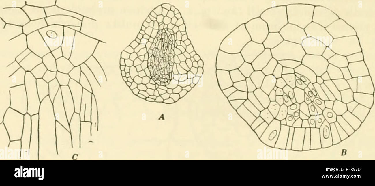 . Der Carnegie Institution in Washington Publikation. Abb. hi A. zwei Längsschnitte eines alten Embryo von Angioptgrh. X75 B. Stammzellen Region gleichen Embryo. X 160. C. in der Wurzelspitze. X 160. Nicht sehr scharf definiert, und es ist schwer zu sagen, ob es zurück zu einem Viertelkreis oder oktant Zelle zurückgeführt werden kann, aber es ist vermutlich nicht immer konstant in seiner Position; in der Tat, die stammzellen sieht so aus, als ob die Stammzellen Apex und das Keimblatt beide von der gleichen Quadrant entstanden, die zweite epibasal Quadrant beitragen, zumindest teilweise auf den Fuß. Wie scheint in allen Marattiacese, die Wurzel, um wahr zu sein erscheint Stockfoto