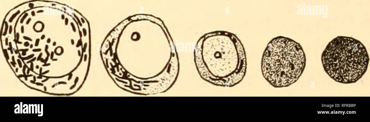 . Der Carnegie Institution in Washington Publikation. 78 DER MITOCHONDRIALEN BESTANDTEILE VON PROTOPLASMA. Vii. Betrag. Höhe der Mitochondrien in der PHYLOGENESE. Was ist wahr im Falle der Morphologie hält auch hier. Im Menschen, als Beispiel eines vielzelligen Organismus, mit großen Division von La}-) oder unter seinen Zellen, Unterschiede in der Höhe der Mitochondrien auftreten, weil einige Zellen am besten l^ ausgestattet sind erform ihre Aufgaben mit viel und andere mit wenig. Von unseren allgemeinen Informa- tionen - Wir haben keine speziellen Messungen - wir können nicht sagen, dass das protoplasma von höheren Tieren unterscheidet sich von der vorangegangenen in der Stockfoto