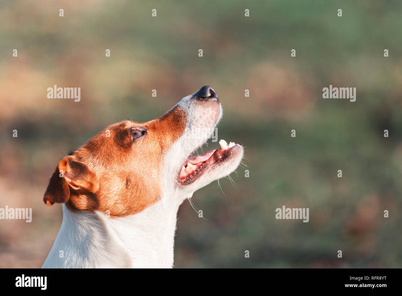 Jack Russel Terrier mit offenen Mund. Glücklicher Hund mit lustigen Blick Stockfoto