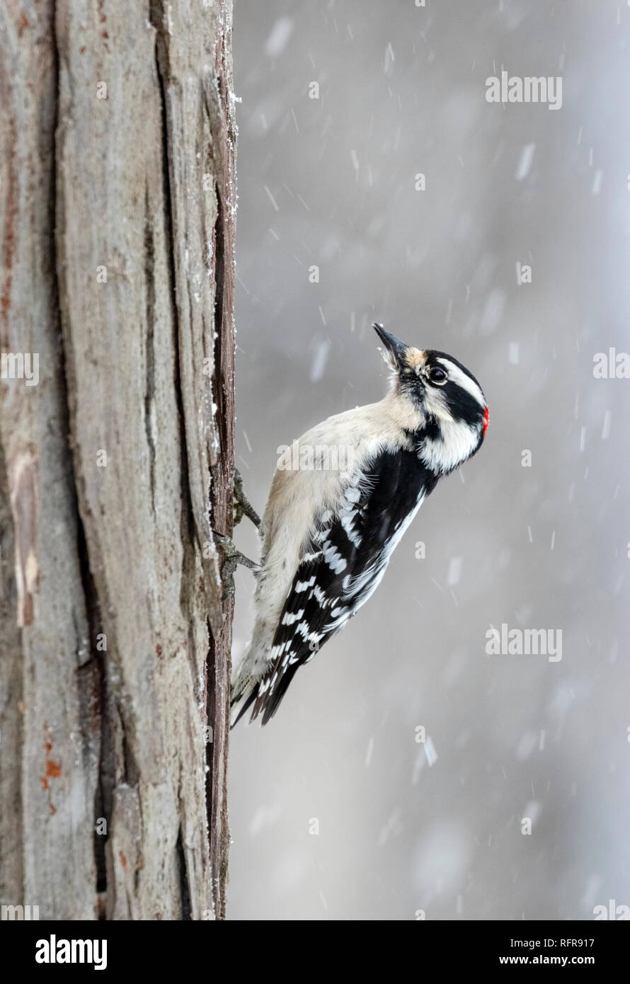 Downy Woodpecker (Dryobates pubescens) männliche Fütterung auf Baumstamm unter Schneefall, Iowa, USA Stockfoto