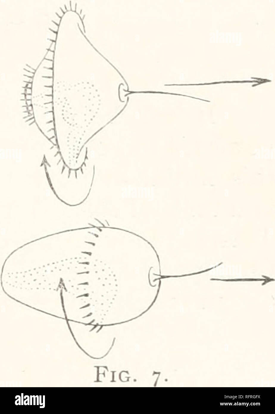 . Der Carnegie Institution in Washington Publikation. Converse Beziehung zwischen Ciliary und Neuro-Muscular Bewegungen. 17 aufhört, in ca. 6 Minuten zu pulsieren, Anneliden aufhören, von 19 auf 70 Minuten zu bewegen, und die Arme der Branchial Lepas können nicht Ihre rhythmische Bewegung für mehr als 45 Minuten. Auf Ctenophorse anhand der oben aufgeführten Lösung führt auch zu einer vorübergehenden Einstellung der ciliary Bewegung durch Recovery gefolgt, so dass die flimmerhärchen fortsetzen können in normaler Art und Weise für mehr als 9 Stunden zu schlagen. In einigen Fällen jedoch, die Zilien, nachdem sie ihre Bewegung erholt, Auflösen und disapp Stockfoto . Der Carnegie Institution in Washington Publikation. Converse Beziehung zwischen Ciliary und Neuro-Muscular Bewegungen. 17 aufhört, in ca. 6 Minuten zu pulsieren, Anneliden aufhören, von 19 auf 70 Minuten zu bewegen, und die Arme der Branchial Lepas können nicht Ihre rhythmische Bewegung für mehr als 45 Minuten. Auf Ctenophorse anhand der oben aufgeführten Lösung führt auch zu einer vorübergehenden Einstellung der ciliary Bewegung durch Recovery gefolgt, so dass die flimmerhärchen fortsetzen können in normaler Art und Weise für mehr als 9 Stunden zu schlagen. In einigen Fällen jedoch, die Zilien, nachdem sie ihre Bewegung erholt, Auflösen und disapp Stockfoto