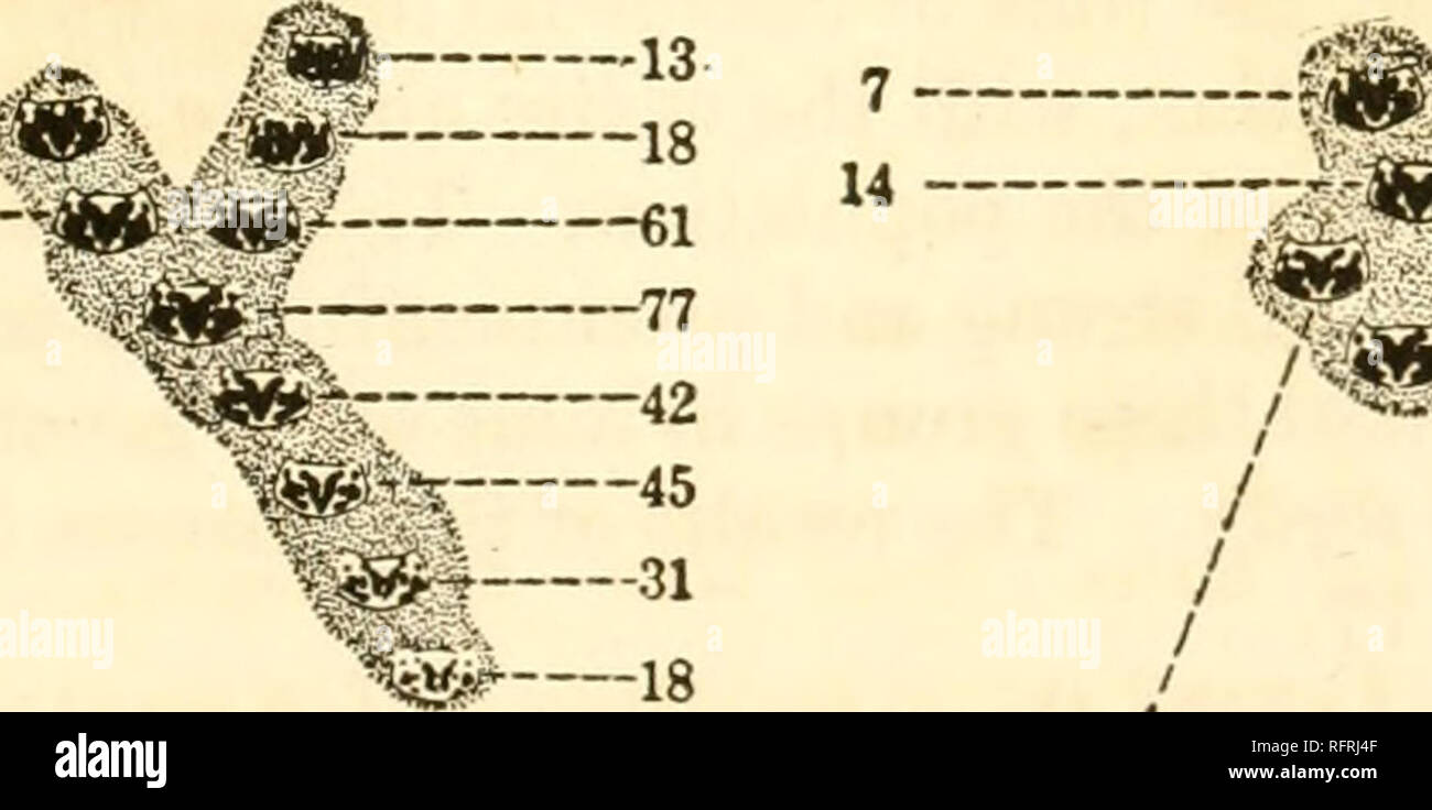 . Der Carnegie Institution in Washington Publikation. // // // M5 18 12 I I/I I/^-6'j // &Lt;^---46'':=^-51 • iC | 2).. 5 g imm/- - 61 V^77-ist* -- 86 ^^4^-r^^^-l^" Herr 58'^M m-i 77. 14 9 11 9^X&lt;^^ 5 13'876 Männer. Insgesamt 1874. 998 Frauen. Abb. 74. - Zählung der erste jährliche Energieerzeugung in Texcoco im Jahre 1907, die die plötzlichen deutlichen Ausweitung der pronotal Muster im Array in alle Richtungen. Im. h-4 - - 7 21 6 9. W^m^r46^^^" r 61 378 Männer. Insgesamt 747. 369 Frauen. Abb. 75. - Volkszählung im zweiten jährlichen Energieerzeugung in Texcoco im Jahre 1907, die Reduktion der allgemeinen Masse der Stockfoto