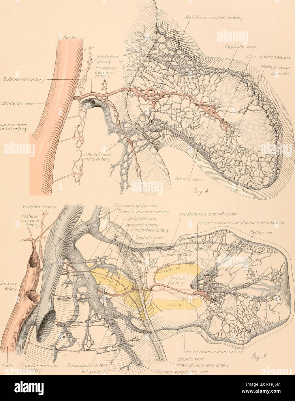 . Der Carnegie Institution in Washington Publikation. WOOLLARO PLATTE 2 Rehform Hauptverkehrsader^ Aorta y Cephalen Vene fo/ar interosseous Ramus carpi Dorsa/ist A. subclavia Subcla vian Vene Superior rippenbögen Arterie inter. Pulmonale Arlety Aorta Superior mtercos-fa ich Arterie Subscapular artery. Kunst profunda  - Dorsal interosseous Arterie Basilic Vene Infernal brustdrüse Arteria Thoraco-Epigastric vein J. F. Dldusch Gebühr. A. Hoen &Amp; Co. Lith.. Bitte beachten Sie, dass diese Bilder aus gescannten Seite Bilder, die digital für die Lesbarkeit verbessert haben mögen - Färbung und Aussehen dieser extrahiert werden Stockfoto