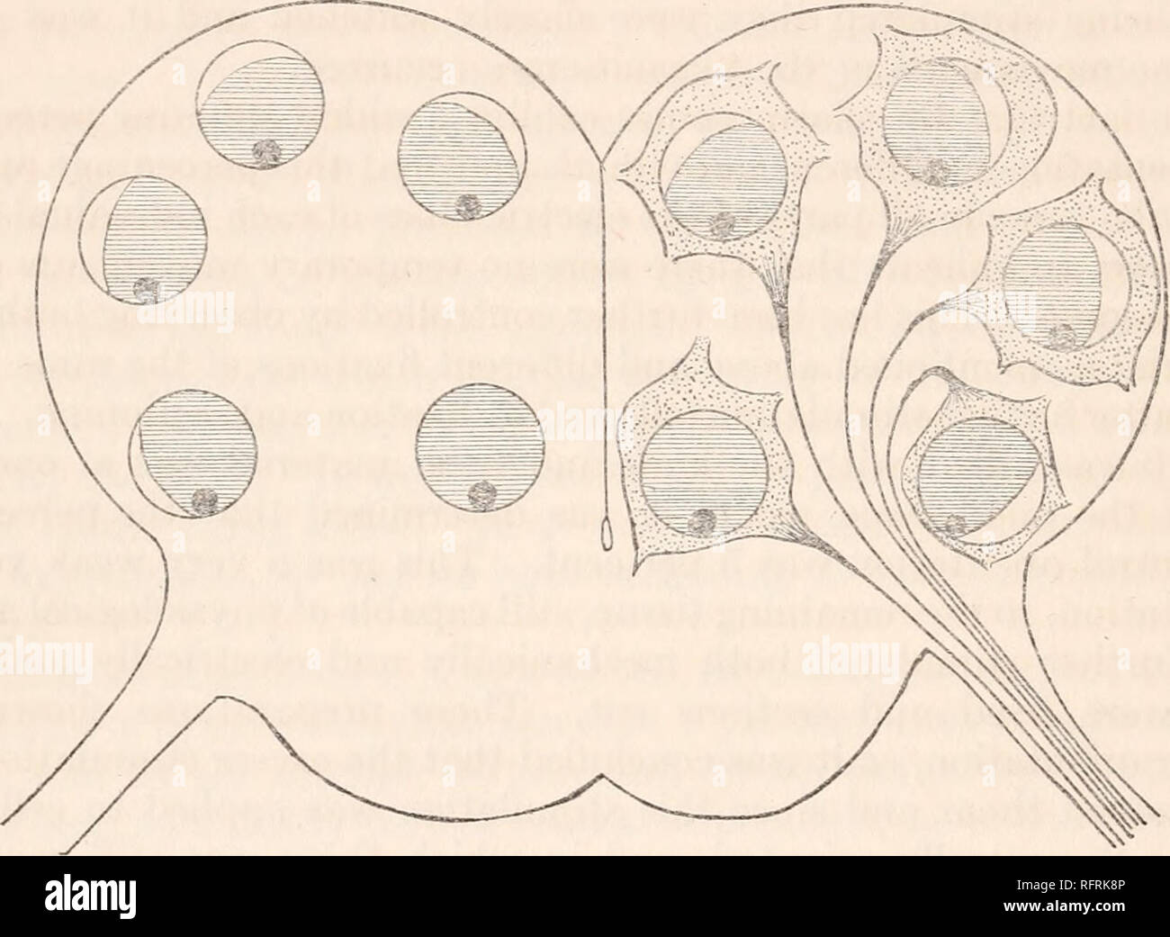 . Der Carnegie Institution in Washington Publikation. 240 Papiere von der Abteilung für Meeresbiologie. die Axone verlassen aus dem ventralen Oberfläche. So dass es kann festgestellt werden, dass in den Fällen, in der Orientierung der plasmosome nicht in Richtung der Axone oder in der strukturellen (physiologische?) Achse der Zelle ausgerichtet ist, sondern dass es immer in der dorso-ventralen Achse der Zelle. Natürlich ist der dorso-ventralen Achse könnte einen physiologischen Achse sein, aber seine Unabhängigkeit der strukturellen Achse wie durch eine Linie durch die Mehrheit der Dendriten gezeichnet gebildet, der Kern und die Axone, würde erfordern noch eine exp Stockfoto