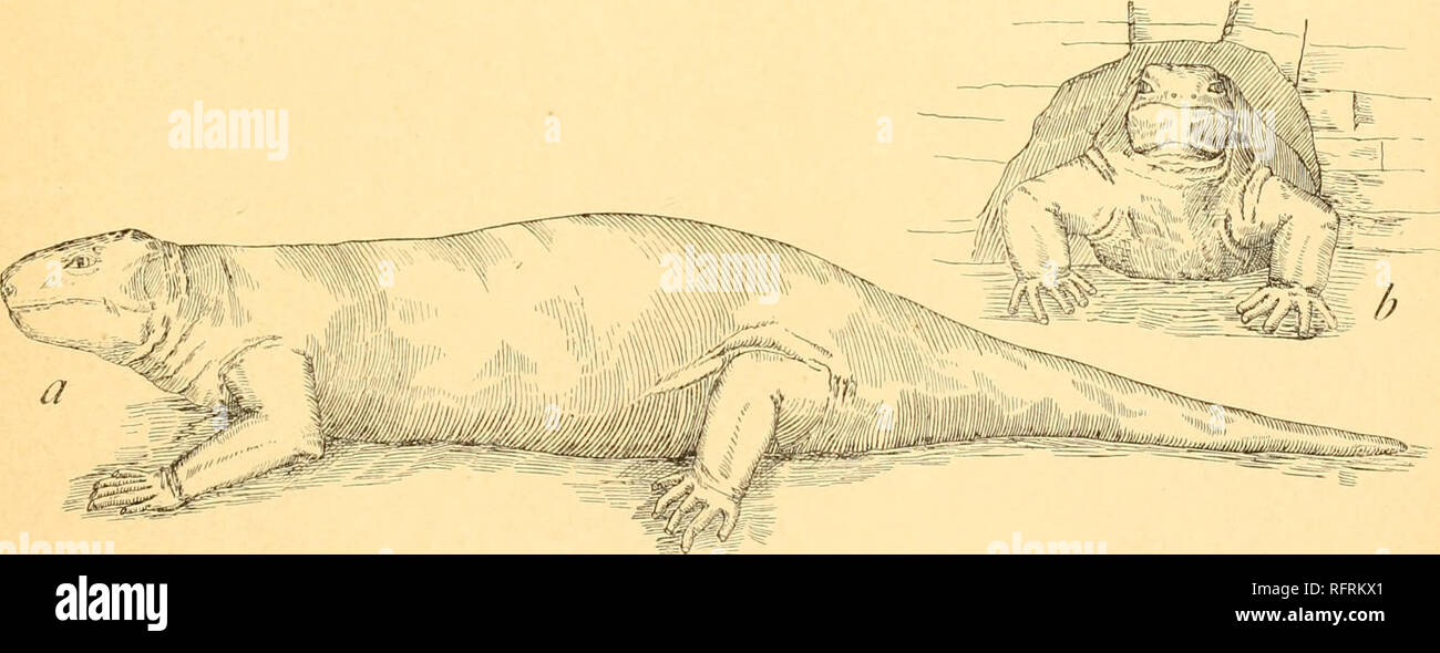 . Der Carnegie Institution in Washington Publikation. ^'° - 2 - - Wiederherstellung der Eryops megacephalus bewältigen. Etwa ein Zehntel der natürlichen Größe eines durchschnittlichen Muster. Der Schwanz ist vertreten eher kurzen im Einklang mit den Ideen der Autor der Kreaturen.. Abb. 3.- ein. Wiederherstellung der Diadcctes phaseolinus bewältigen, etwa ein Zehntel natürliche Größe; b, anteriore Ansicht der gleichen Tier.. Bitte beachten Sie, dass diese Bilder sind von der gescannten Seite Bilder, die digital für die Lesbarkeit verbessert haben mögen - Färbung und Aussehen dieser Abbildungen können nicht perfekt dem Original ähneln. extrahiert. Carnegie Instit Stockfoto