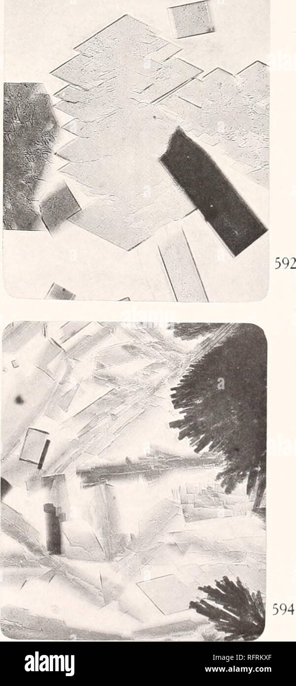 . Der Carnegie Institution in Washington Publikation. . 594 589.a - Oxyhämoglobin des Chaema (I'li/iin/nirciiriiix), Ihick tafelige Kristalle in verschiedenen orienta- und Veranschaulichung pleochroism als Kristalle sind in verschiedenen Posh Inn-gesehen. 590. Gleichen, zeigt Parallelen Wachstum und fächerförmigen Aggregate. 591. j3 - oxyhämoglobin Der (." haenia, die Seitenansicht des Pferdes - Typ Twin. 592. Gleichen, zeigt Parallelen Wachstum in Richtung der ortho-Achse. 593. "-Xy-Hämoglobin und/9 - Oxyhämoglobin des Chacma. angezeigt liorsi - Typ Zwillinge von &lt; - (Ixyhemoglobin. 594. Eine - Oxyhämoglobin und 9-Oxyhemoglobi Stockfoto