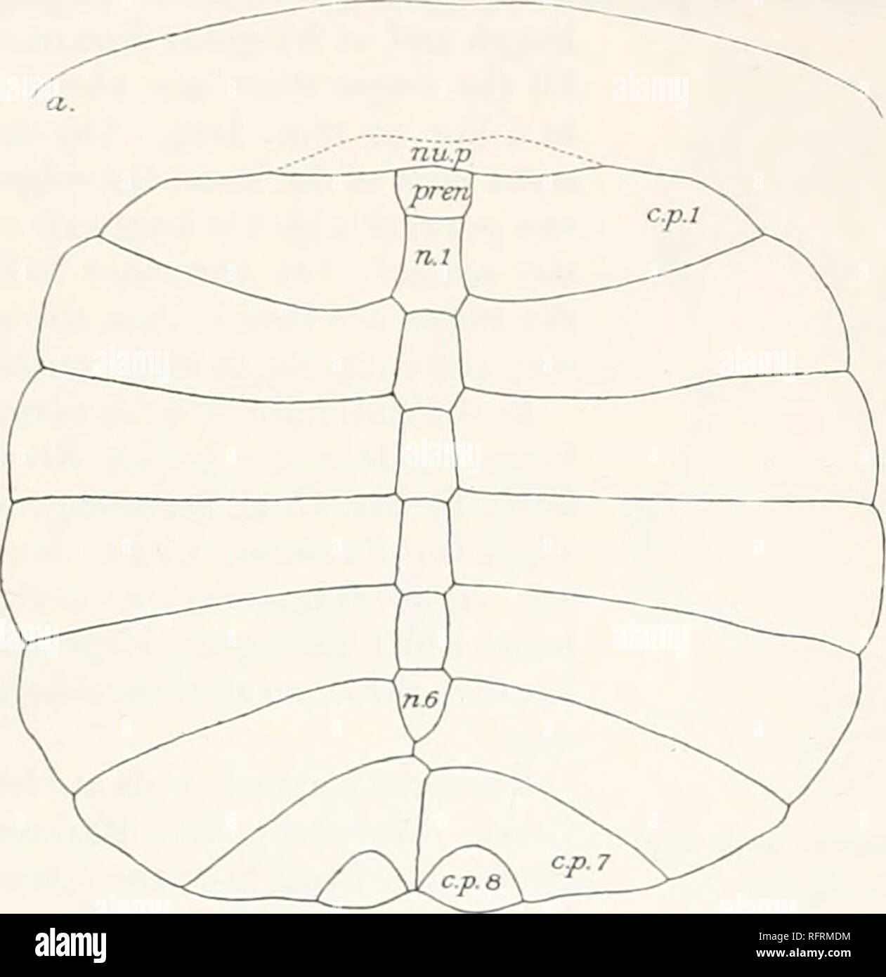 . Der Carnegie Institution in Washington Publikation. IRION YCH 11). ! •. +87 Flora aus dem | udith Fluss und großen Braunkohle Formationen von Nebraska, "publisht wie oben zitiert. Diese Teile, die sich heute in der Akademie der Naturwissenschaften in Philadelphia erhalten, müssen als die Arten der Gattung angesehen werden. Ein Fragment des letzten Rippenbögen Platte, in der Nähe von Long Lake gefunden, erkannt wurde, mit einigen Zweifel, wie die Zugehörigkeit zu ein und derselben Spezies, und turnisht tig. } Von Leidy der Platte wie oben angeführt. Dieses Exemplar ist nun in das National Museum in Washington und trägt die Katalognummer 990. In Bezug auf die Art Muster Stockfoto