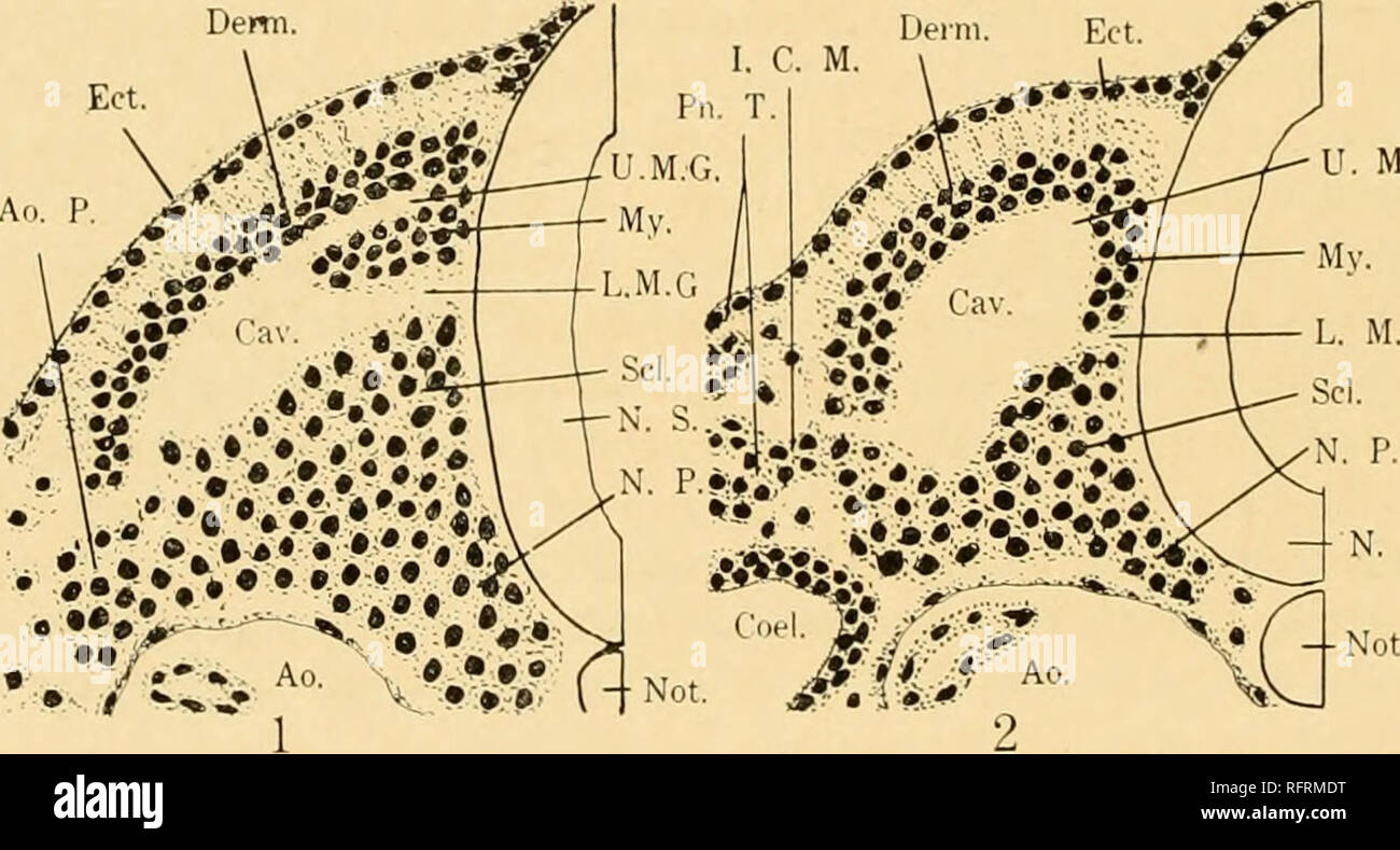 Der Carnegie Institution In Washington Publikation 14 Junge Menschlicher Embryonen Mit 17 19 Gepaart Somiten Gleichen Entwicklungsstand Wie Die Entsprechenden Somiten Eines Chick Embryo Der 18 Somiten Phase Beschrieben Die Von Williams Die Dermatome