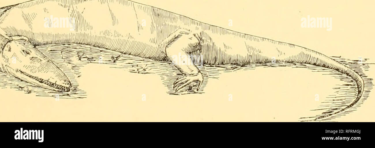 . Der Carnegie Institution in Washington Publikation. Abb. 25. - Wiederherstellung der Ophiacodon minis Marsh. Über ein Siebtel natürliche Größe. Glieder. Die neuronalen Stacheln der dorsalen Wirbel sind etwas länglich, die Anwesenheit eines nicht sehr ausgeprägt dorsalen Crest, wie in der Restaurierung vorgeschlagen wird. Die schwanzwirbel wurden ohne hohe Stacheln oder lange chevrons, was darauf hinweist, dass der Schwanz eine zylindrische Form war und nicht viel nützen im Schwimmen. Wahrscheinlich wurde das Tier mehr Terrestrische als ihre Verwandten in Texas. Die Gesamtlänge der einzige gut erhaltene Skelett ist, wie in der Univ montiert Stockfoto