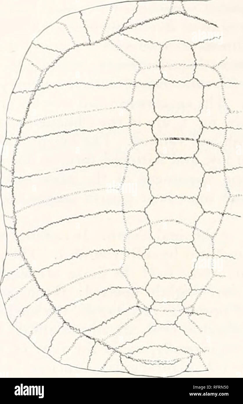 . Der Carnegie Institution in Washington Publikation. 388 FOSSILE SCHILDKRÖTEN VON NORDAMERIKA. plastra auf jeder Seite dieses sind gerundet. Die Knochen der Plastron ist relativ dick. Im Falle einer Probe, deren Plastron ist 210 mm lang und die Stärke der hyoplastron ist 16 mm.; dass Der hypoplastron auf halbem Weg zwischen der Mittellinie und der Inguinalen Kerbe ist 14 mm. Sie Rückwärts, um von der Inguinalen Kerbe in der Nähe des frei Grenze gibt es eine niedrige Mauer vom Gipfel, von denen die Knochen hängen nach unten und nach außen. Weiter hinten die Höhe der Wand vermindert schnell und die Steigung ist weniger Stee Stockfoto