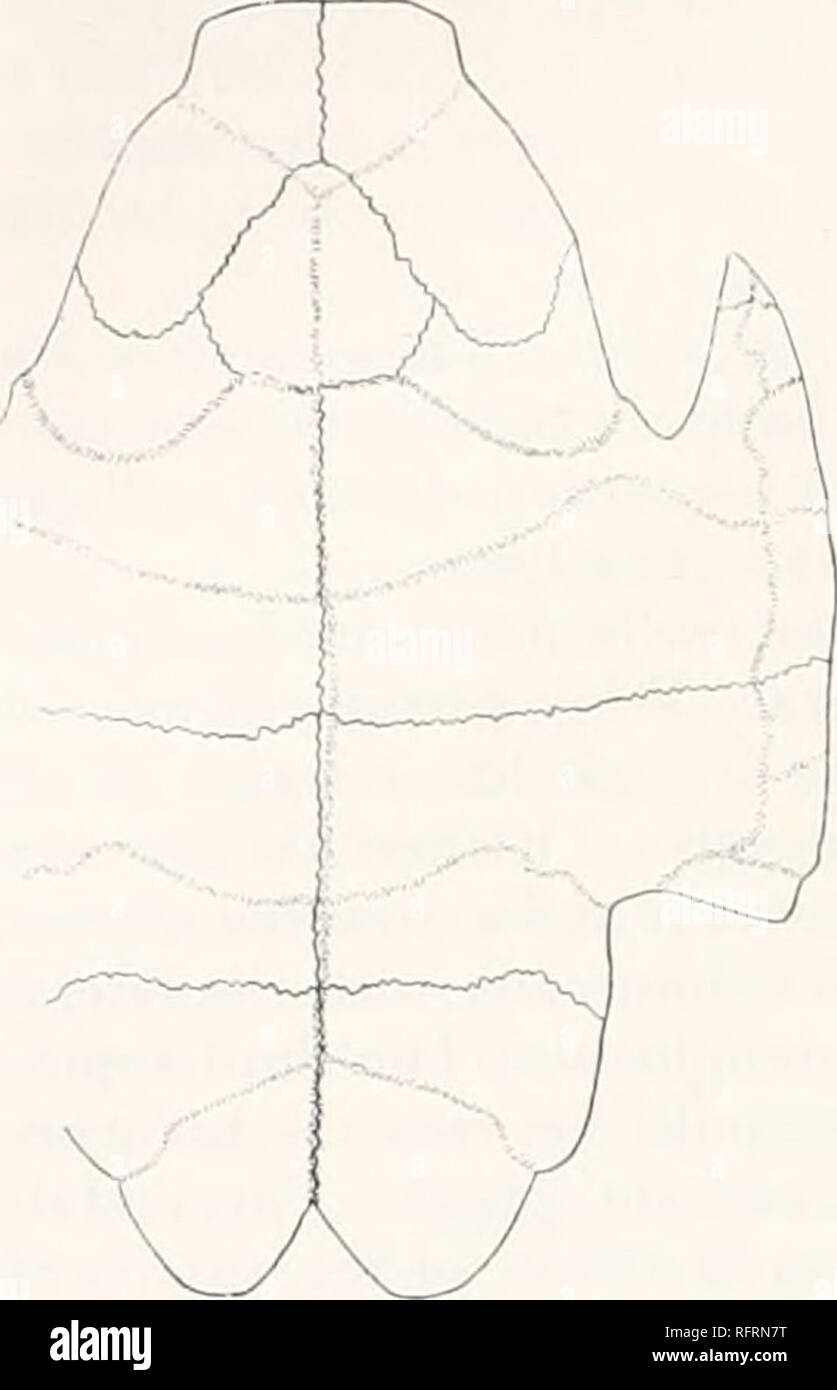 . Der Carnegie Institution in Washington Publikation. 376 FOSSILE SCHILDKRÖTEN AUS NORDAMERIKA. HG. 472.- HaJnatius majusculus. Plastron von Art. X J. Der entoplastron zu haben scheint von der gleichen Form, wie in H. corsoni. Seine Länge 80 mm, Breite 120 mm. Die Länge der Brücke beträgt 206 mm. Aufgrund der seitlichen zerkleinern die Breite des hinteren Nocken kann nicht genau bestimmt werden. Seine Länge beträgt 175 mm. Es ist auffallend notcht hinter, die Tiefe der Kerbe bei 45 mm. Die normalen scutes vermutlich überschneiden sich etwas Die entoplastron, aber das ist nicht sicher. Die Humero-Pektorale sulcus Röcke Stockfoto