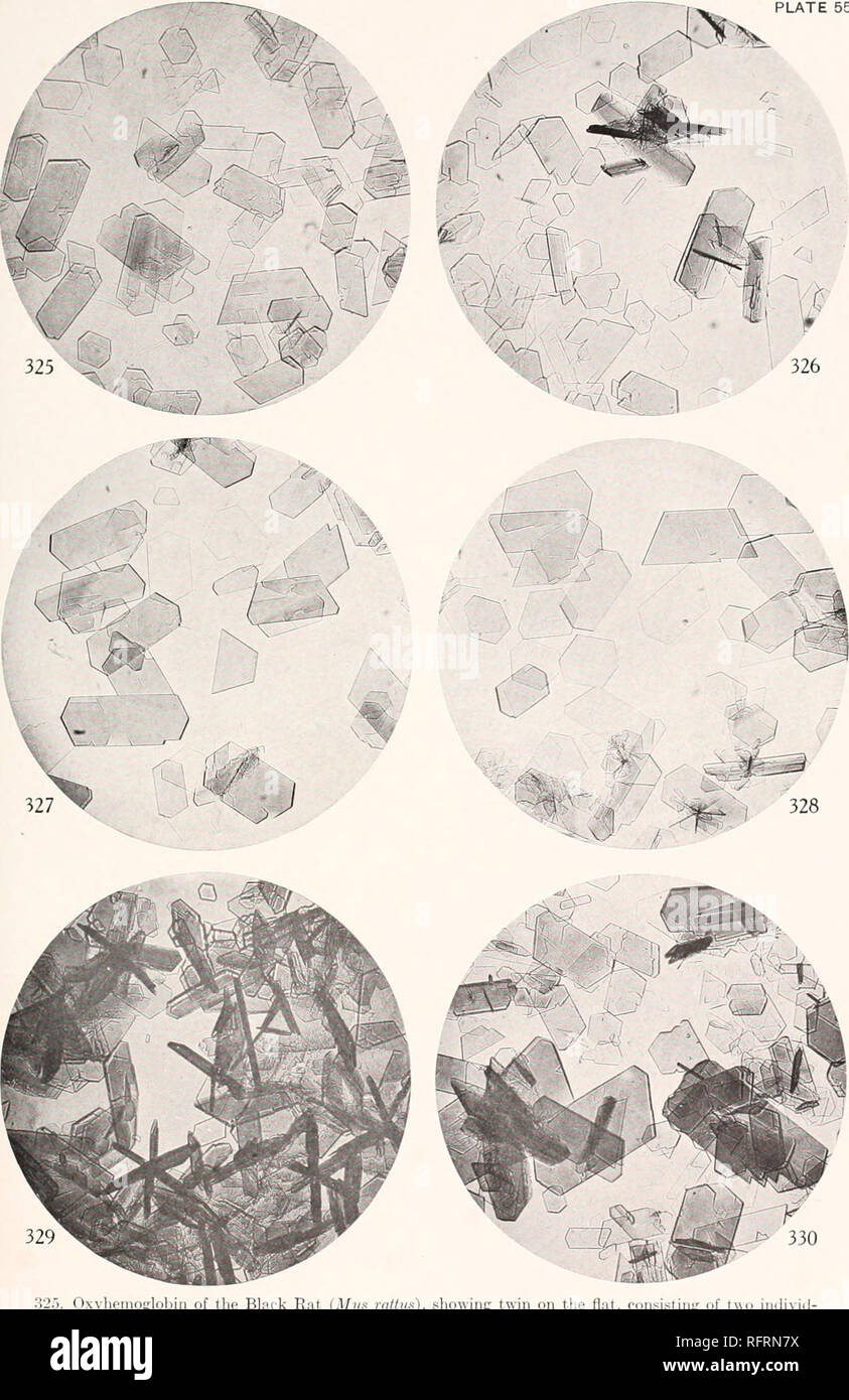 . Der Carnegie Institution in Washington Publikation. Platte 55. Oxyhämoglobin der Schwarzen Ratte (Mus rnttus), twin auf dem flachen, bestehend aus Ti&gt; Einzelnen uals und nicht produzieren eine hexagonale Platte wie in weißen Ratte twin. . "Ich" - "ii. Gleichen, dickere Kristalle und olilique Beendigung der Kuppel Gesichter. •&Gt; -7. Oxyhämoglobin der Alexandrine Ratte (Mux alc. randri&gt; ius), unsymmetrischer abgeflacht Prismen und einem Zweibettzimmer auf flachen Aspekt an der unteren linken Feld. 3' JX. Gleichen, mit vier, fünf und sechs-seitige tafelige Kristalle, durch unsymmetrische Entwicklung der Kuppel Gesichter. 329. Gleichen, Anzeigen Stockfoto