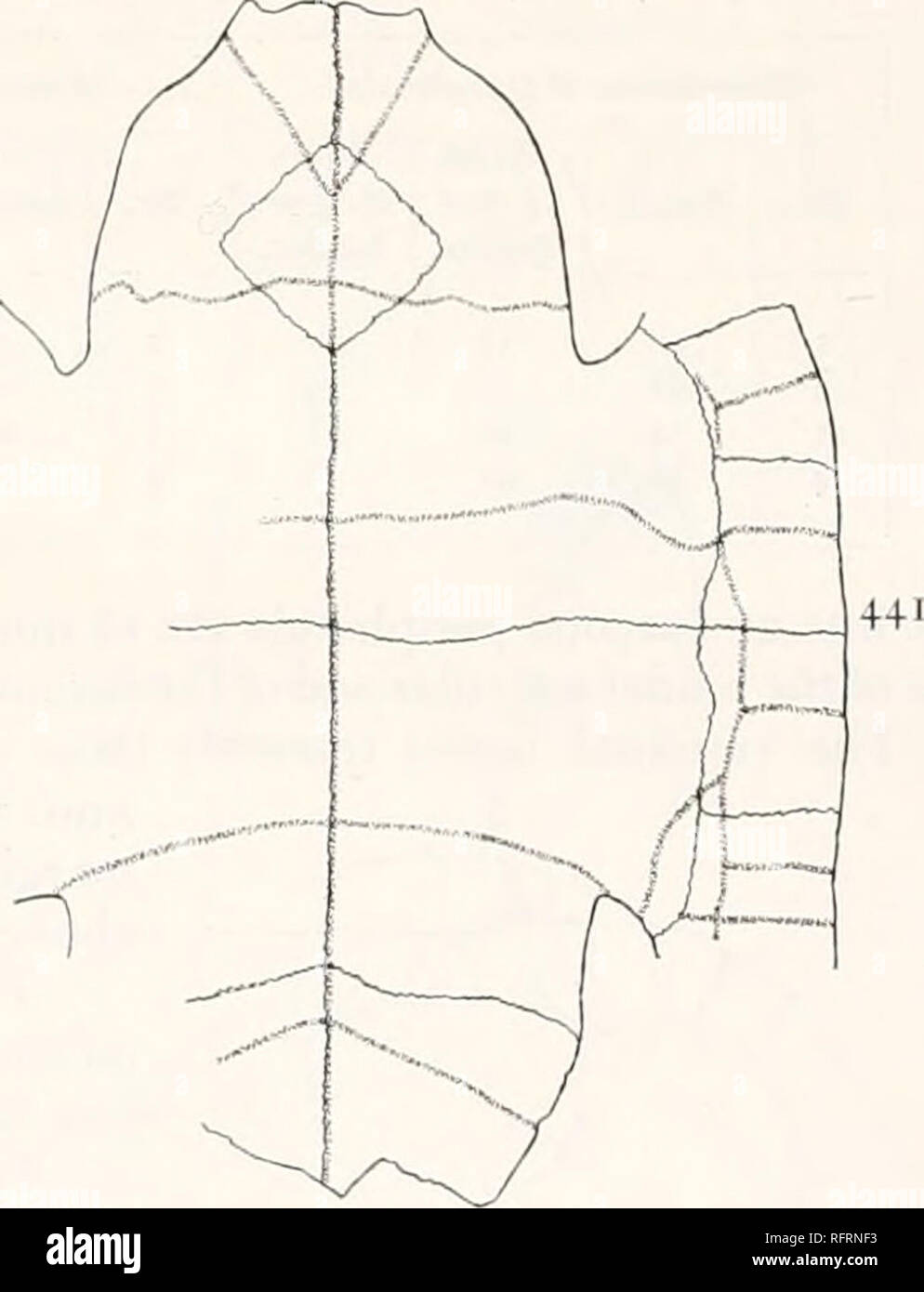 . Der Carnegie Institution in Washington Publikation. . FlGS. 440 und 441.- Echmatemys cegle. Carapax und plastron. Xj. Nr. 11515 der Princeton University. 440. Panzers. 441. Plastron. Fehlt, entfernen die meisten neurals und Wirbelsäule scutes. Die ersten vertebralen ist 55 mm lang, 78 mm breit, 36 mm. hinter sich. Die vierte Wirbelsäule ist 70 mm breit, wo breiteste-contracting hinter bis 27 mm. Der fünfte hatte eine maximale Breite von 64 mm. Die anterior lobe Der Plastron Verträge sehr wenig von der axillären Kerben an den hyoepiplastral Naht; dann schnell auf die Lippe. Es ist eine scharfe Kerbe in jeder Sid Stockfoto