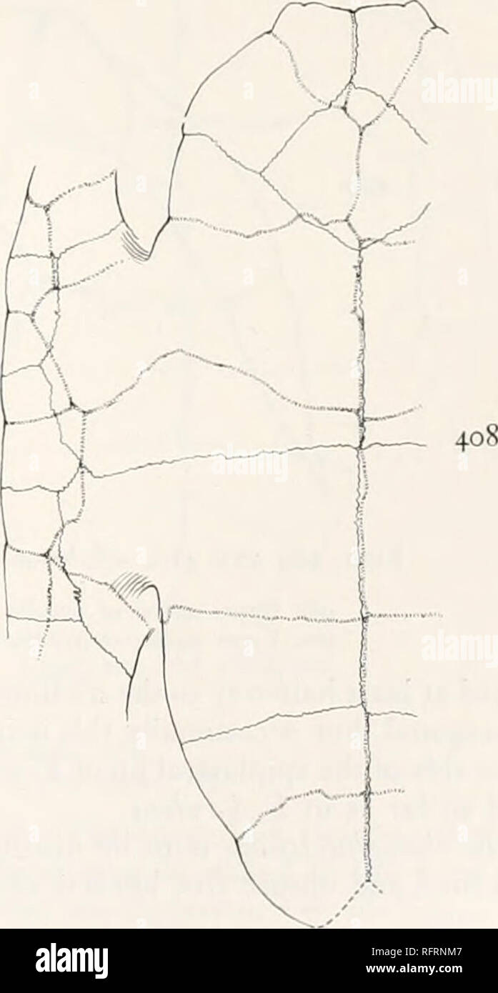 . Der Carnegie Institution in Washington Publikation. . Abbn. 407 und 408.- Echmatemys haydeni. Carapax und plastron. X-Nr. 3043 A. M.N. H. 40^. Panzers. 408. Plastron. frei Grenze ist akut auf der hyoplastrals, sondern wird eingedickt und subakuter und schliesslich in der Nähe der Lippe abgerundet. Letzteres ist 63 mm. wTide. Dies hat er abgeschnitten worden Platz vor, mit einem kurzen, stumpfen Zähnen auf jeder Seite. Auf den tbe, obere Seite (Abb. 409), von der akuten frei Grenze der Lippe, die Knochen verdickt sich rückwärts einen Abstand von 25 mm., bei denen die Dicke 14 mm. Die Breite der Horn - überdachte Fläche Stockfoto