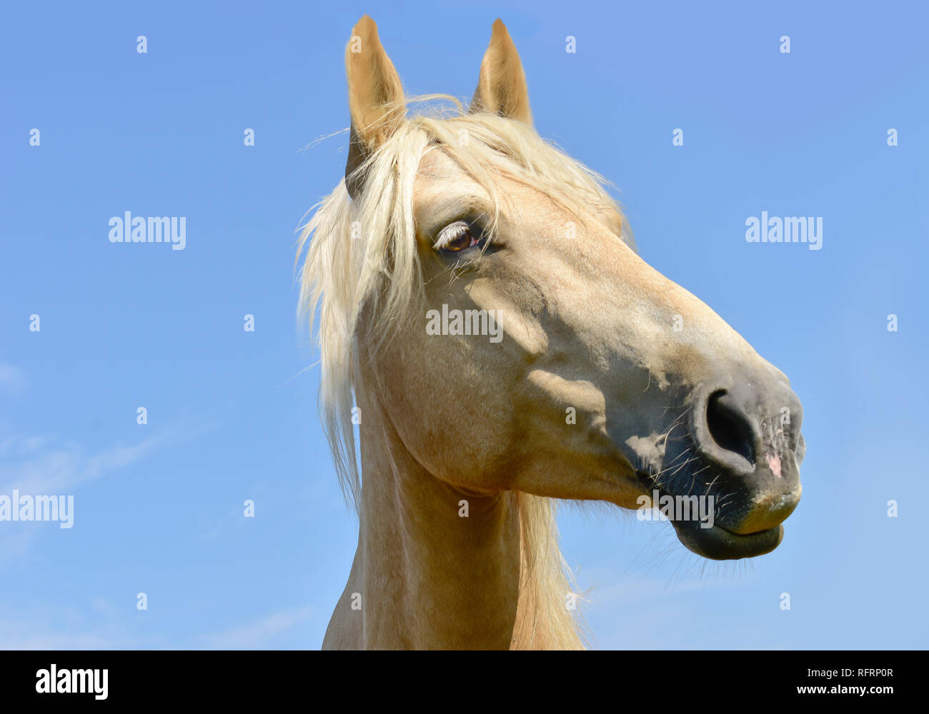 Pferdekopf auf Weiß isoliert Stockfoto