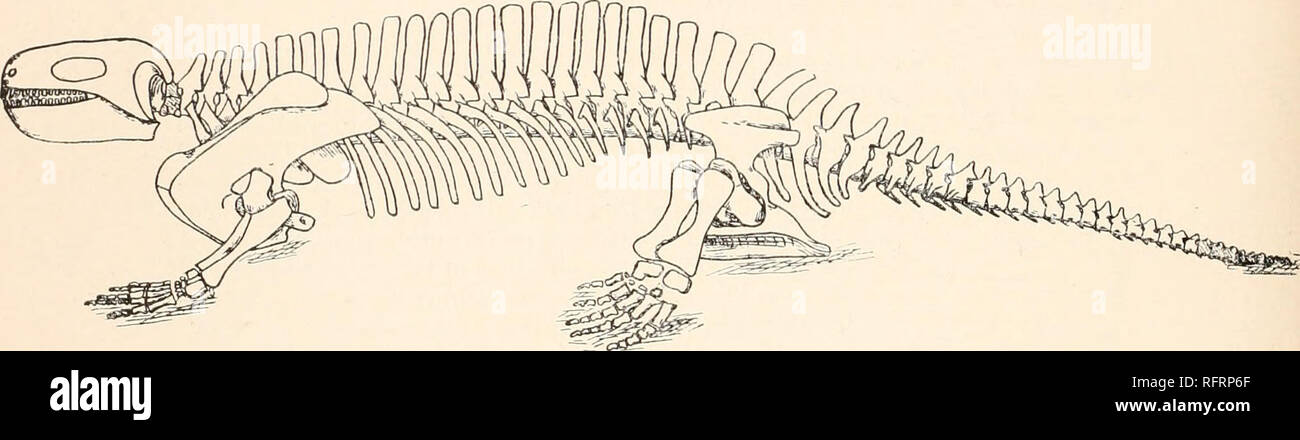 . Der Carnegie Institution in Washington Publikation. 34 PERMO - KARBON WIRBELTIERE AUS NEW MEXICO. Eine Idee für den Charakter der unteren Fläche, und die Ähnlichkeit der Achse Diadectes macht es sehr wahrscheinlich, dass der Atlas wurde von der Form gezeigt. Zehn Wirbel haben an den Schwanz hinzugefügt worden; dies kann falsch sein, die von einem oder zwei oder so, aber kaum mehr. Williston denkt, dass der Schwanz nicht länger gewesen, als der Fall. Die CHEVRONS waren anwesend, wird durch die Basis einer gezeigt, und die Form dieser Knochen variiert so wenig, auf eine allgemeine Weise, dass es sicher ist, Con- Th Stockfoto