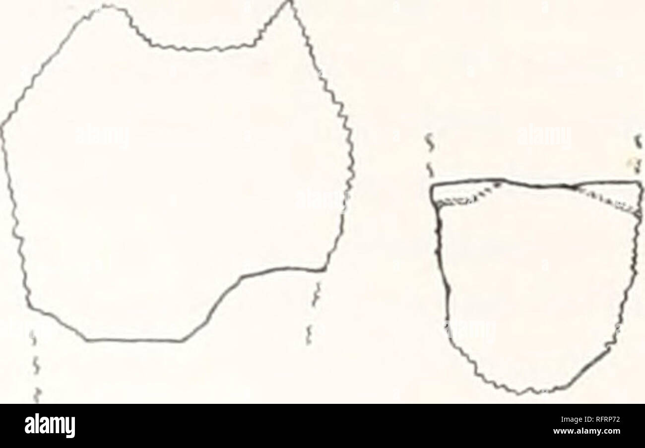 . Der Carnegie Institution in Washington Publikation. 331 - 33 - 329 - ich ics. 329-331.- Kalhstira costdata. Costals des Typs. Xl. 329. Proximalen Ende der Rippenbögen, zweite oder vierte. 330. Proximalen Ende der Rippenbögen, Carina. 331. Das distale Ende des Rippenbögen, wahrscheinlich die fünfte, die narbe für Inguinalen der Plastron buttress. Panzers auf ganz unterschiedliche Art und Weise aus, die in anderen dermatemyds gesehen; und eine eigene Gattung wird angezeigt. Teile von 3 neurals sind zur Hand, für diejenigen, die durch das Meistern Feigen vertreten. 18, 22, und 25. Die zuerst genannte (Abb. 332) hat eine Breite von 22 mm., vermutlich gut gehörte, und wurde p Stockfoto