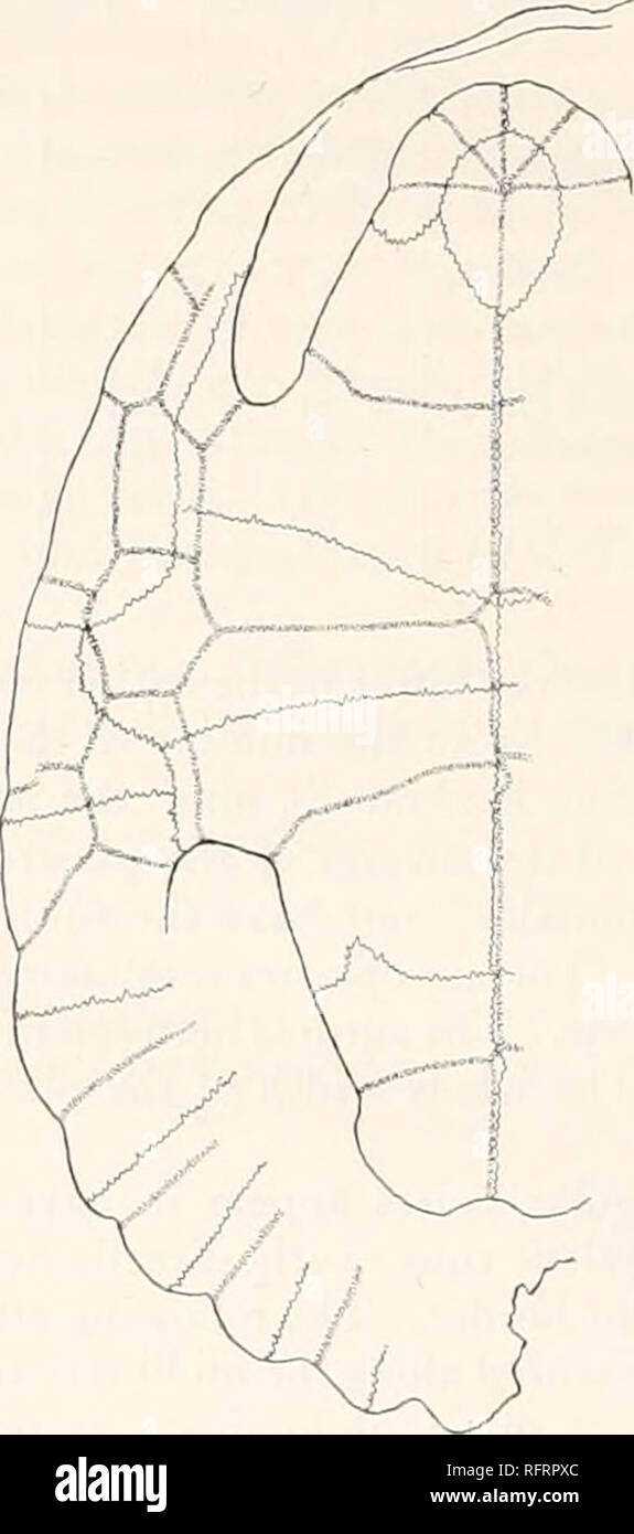 . Der Carnegie Institution in Washington Publikation. . Abb. 40.-Ba'ena hatchert. Typ. Xj. Panzers. Abb. 41.-Ba'ena Hatcheri. Typ. X £. Plastron. Die Nähte zwischen den Knochen sind fein und ihren Kurs ist oft nur durch die fein gestreift Grenze des umliegenden Knochens angezeigt. Die Nuchal Knochen ist fast quadratische Form. Es ist 43 mm. lang nach vorn und hinten, mit einer Breite von 59 mm. auf der Vorderseite und eine maximale Breite von 72 mm. Die neurals im Allgemeinen die sechseckigen, mit dem breiteren Ende nach vorn. Die Tabelle zeigt die Dimensionen ot annext Die neurals. Die einzelnen suprapygal hatte eine Länge von 50 mm und einer Breite von Stockfoto