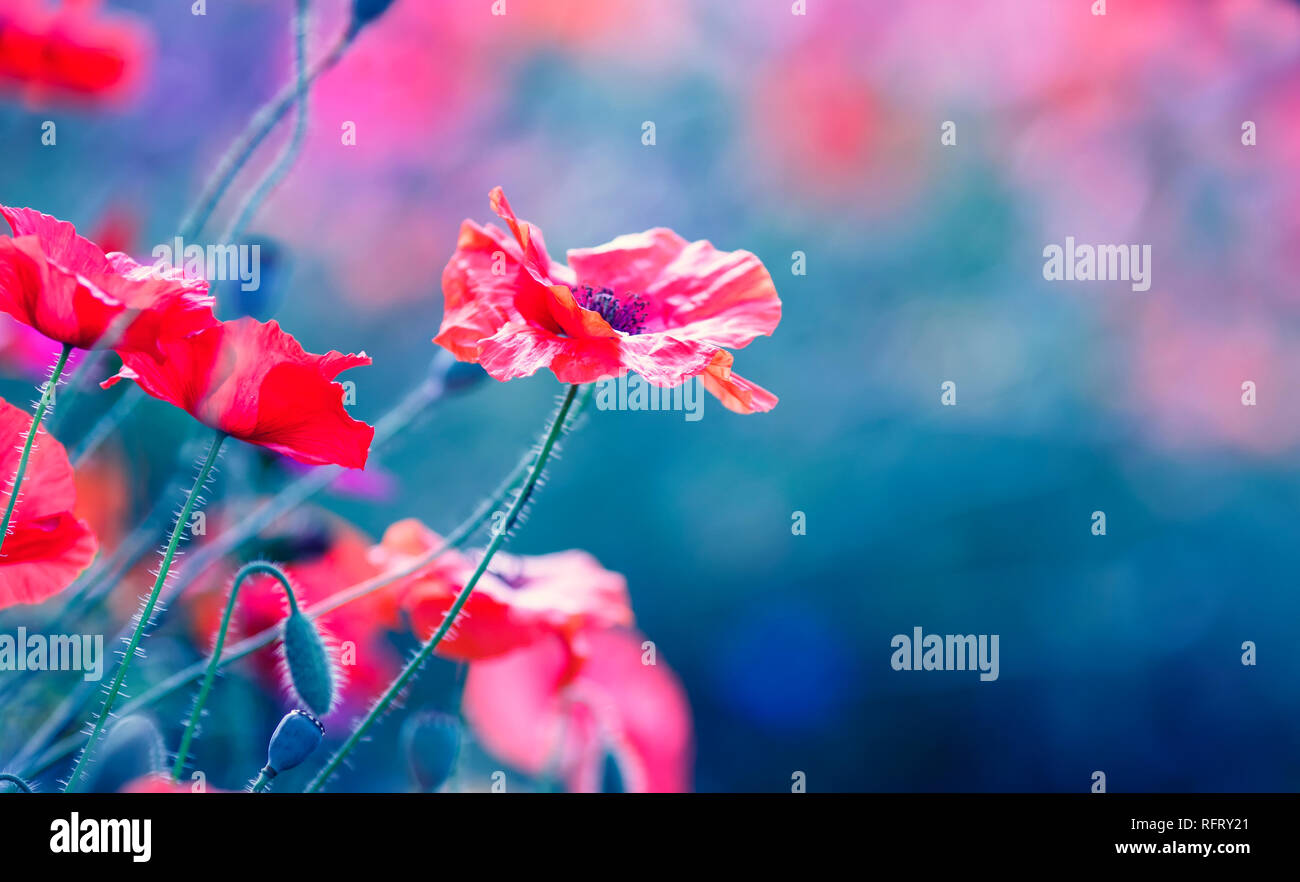 Leuchtend roter Mohn Blumen blühten auf einem Sommer Feld an einem sonnigen Tag Stockfoto