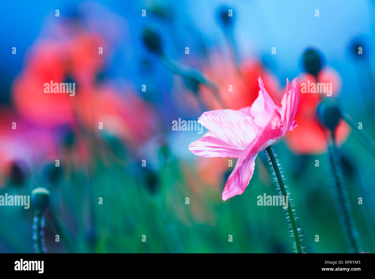 Leuchtend roter Mohn Blumen blühten auf der Sommer Feld im Sommer warm fabelhaften blauen Abend Stockfoto