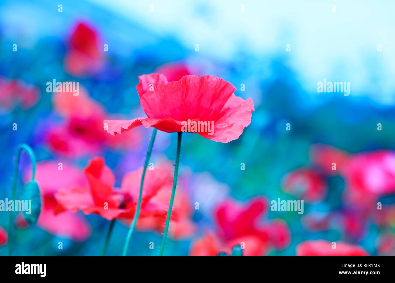 Leuchtend roter Mohn Blumen blühten auf den Sommer in der warmen fabelhaften blauen Abend Stockfoto