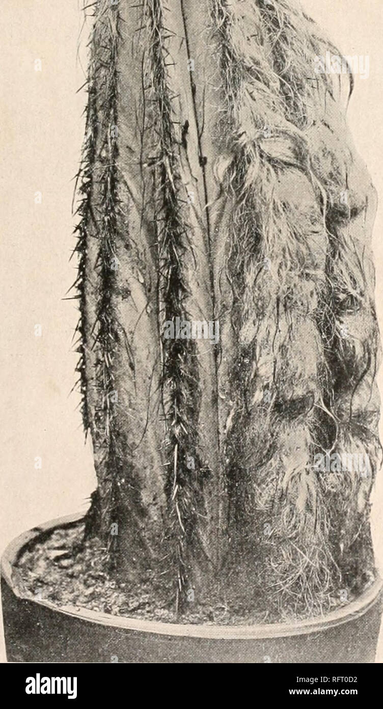 . Der Carnegie Institution in Washington Publikation. CEPHALOCEREUS. 51 Cereus barbatus Wendland (Salm-Dyck, Cact. Hort. Dyck. 1844. 29. 1845) wurde als Synonym für die Cereus floccosus gegeben. Cereus royenii armatus Salm-Dyck (Walpers, Repert. Bot. 2: 276. 1843) und C (Laboret royenii floccosus Monville, Monogr. Cact. 343. 1853) sind nur so Synonymen. Cephalocereus fouachianus Ouehl (Monatsschr. Kakteenk. 20:39. 1910), nur Name, gehört hier. Cereus gloriosus (Pfeiffer, Enum. Cact. Also... 1837) wurde als Synonym gedruckt. Illustrationen: Monatsschr. Kakteenk. 12:56, als Pilocercus royenii; Journ. N. Stockfoto