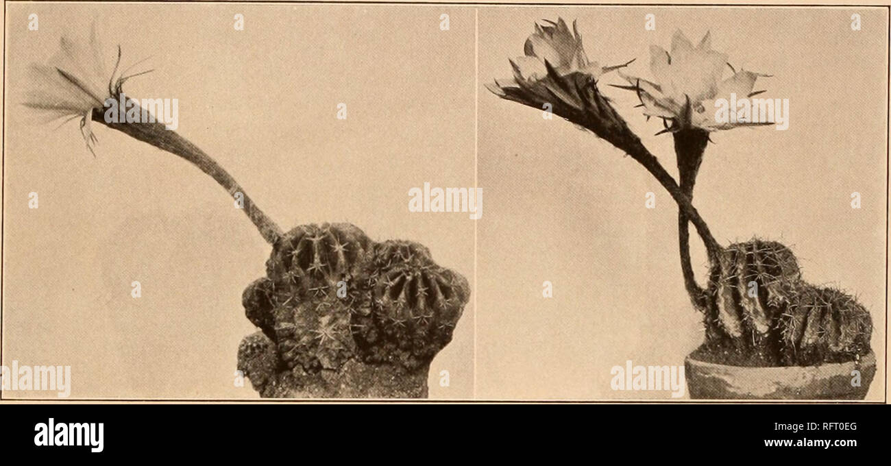 . Der Carnegie Institution in Washington Publikation. ECHINOPSIS. 65 Kakteenk. 112. 1907) führt die folgenden als Mischlinge mit dieser Spezies und E.: E.cyriesii nigerrima triumphans, E. und E. undulata. Echinopsis roehlandii ist in der Revue Horticole (85 herausgefunden: Pi. opp. 304). Zwei Sorten, inermis und subinermis, sind manchmal unter dieser Art gegeben. E. oxygona turbinata Mittler (Laboret, Monogr. Cact. 306. 1853) wird als ein Mischling. Illustrationen: mollers Deutsche Gart. "Zeit". 16:80; 25:475. w. 7, Nr. 3, wie Echinopsis lagemannii; Curtis's Bot. Mag. 71: Pi. 4162; Edwards Bot. Vo 20: p Stockfoto
