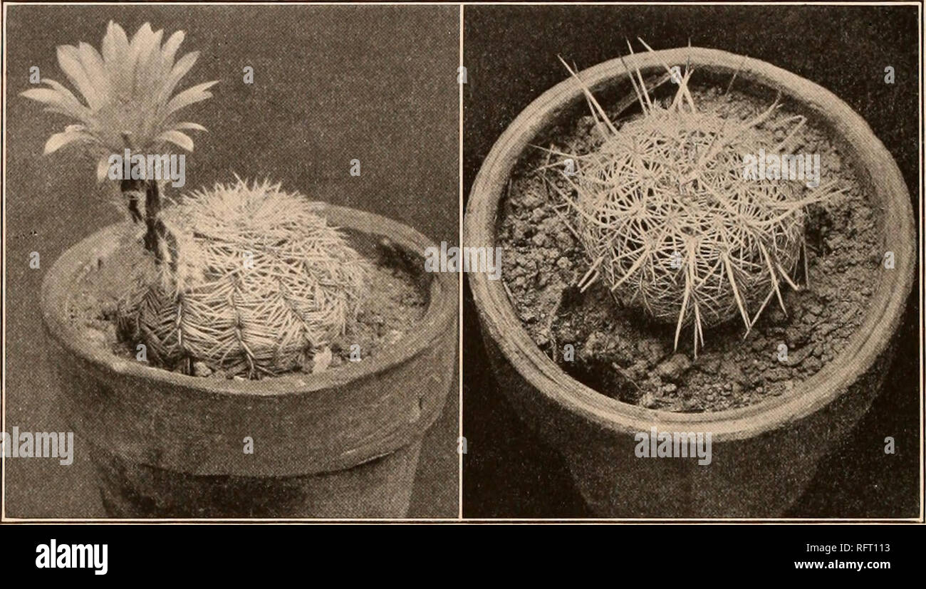 . Der Carnegie Institution in Washington Publikation. 24 DIE CACTACEAE. Cereus peclinatus armains Poselger, Allg. Gartenz. 21: 134. 1853. Cereus peclinatus spinosus Coulter, Contr. Us-Nat. Kraut. 3: 387. 1896. Cereus adustus Bogenmaß Coulter, Contr. Us-Nat. Kraut. 3: 387. 1896. Echinocereus adustus peclinatus Schumann, gesamtb. Kakteen 271. 1898. Echinocereus peclinatus armatus Schumann, gesamtb. Kakteen 271. 1898. Echinocereus peclinatus rufispinus Schumann, gesamtb. Kakteen 272. 1 S 98. Einfache, kurze - zylindrisch, oft nur 4 bis 6 cm hoch; Rippen 13 bis 15; Areolen eng gesetzt, elliptisch; radial Spi Stockfoto