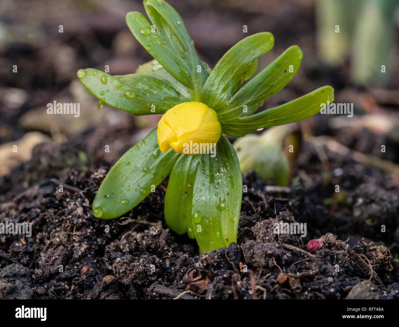 Eine Nahaufnahme einer einzelnen gelbe Knospe der Camas Eranthis hyemalis Stockfoto