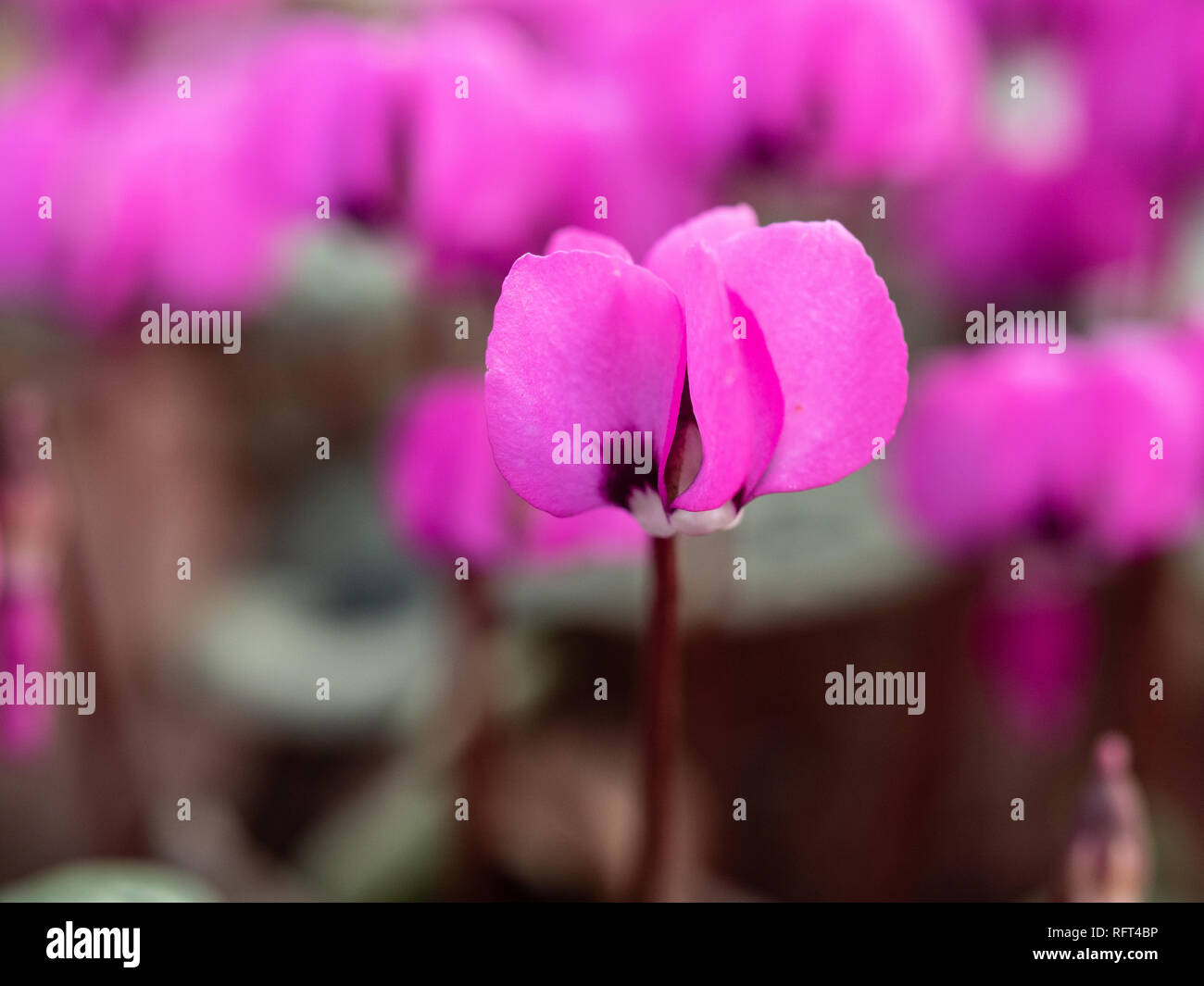 Eine Nahaufnahme einer einzelnen magenta Blüte von Cyclamen mit unscharf Cyclamen Blumen im Hintergrund Stockfoto