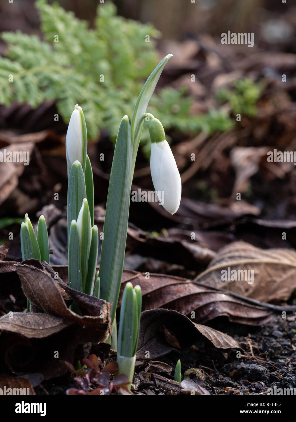 Eine Nahaufnahme eines neu entstandenen snowdrop Drop in einen Teppich aus braunen Blätter Stockfoto